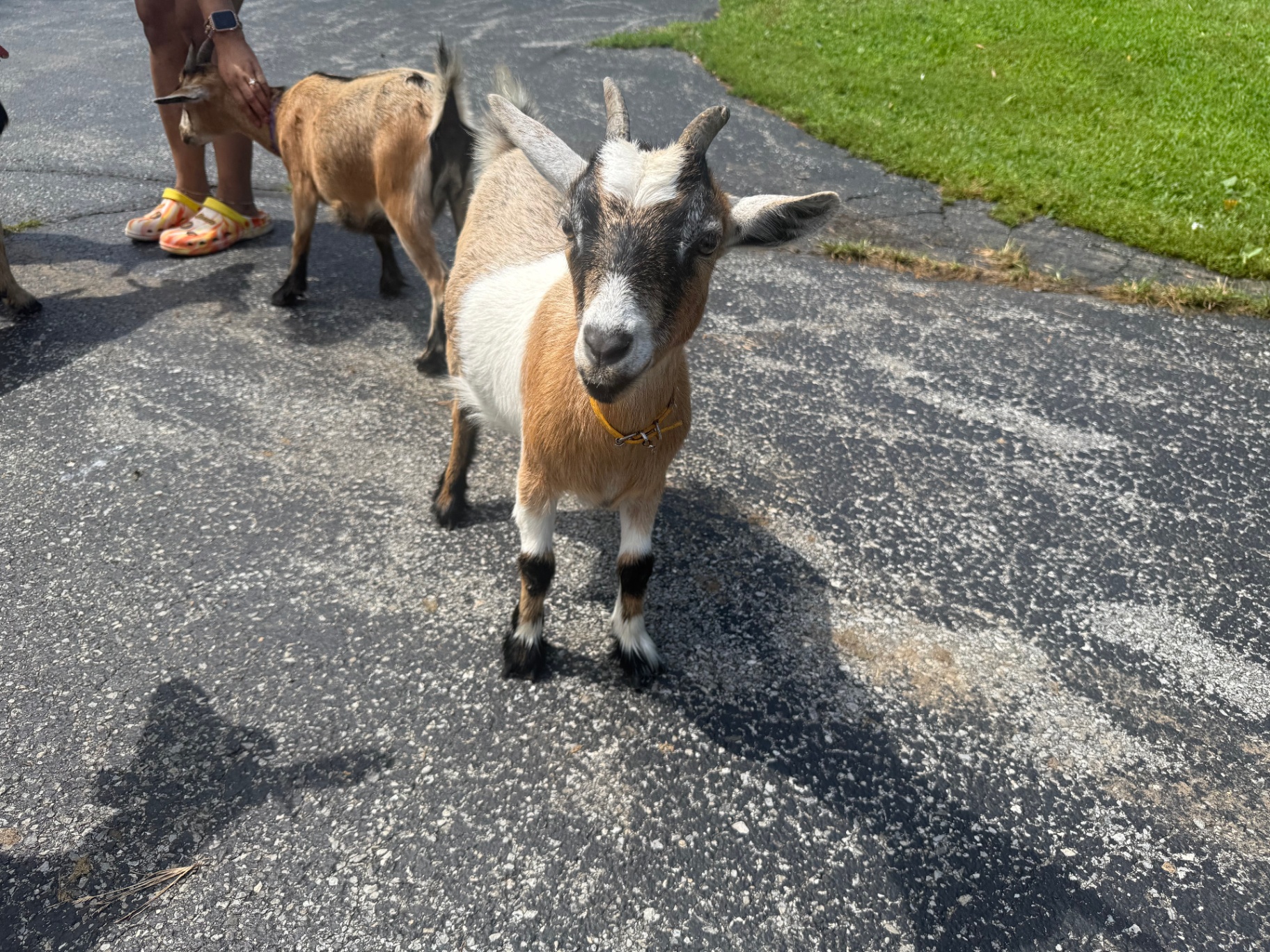 A tan and white doe standing on the farm driveway.