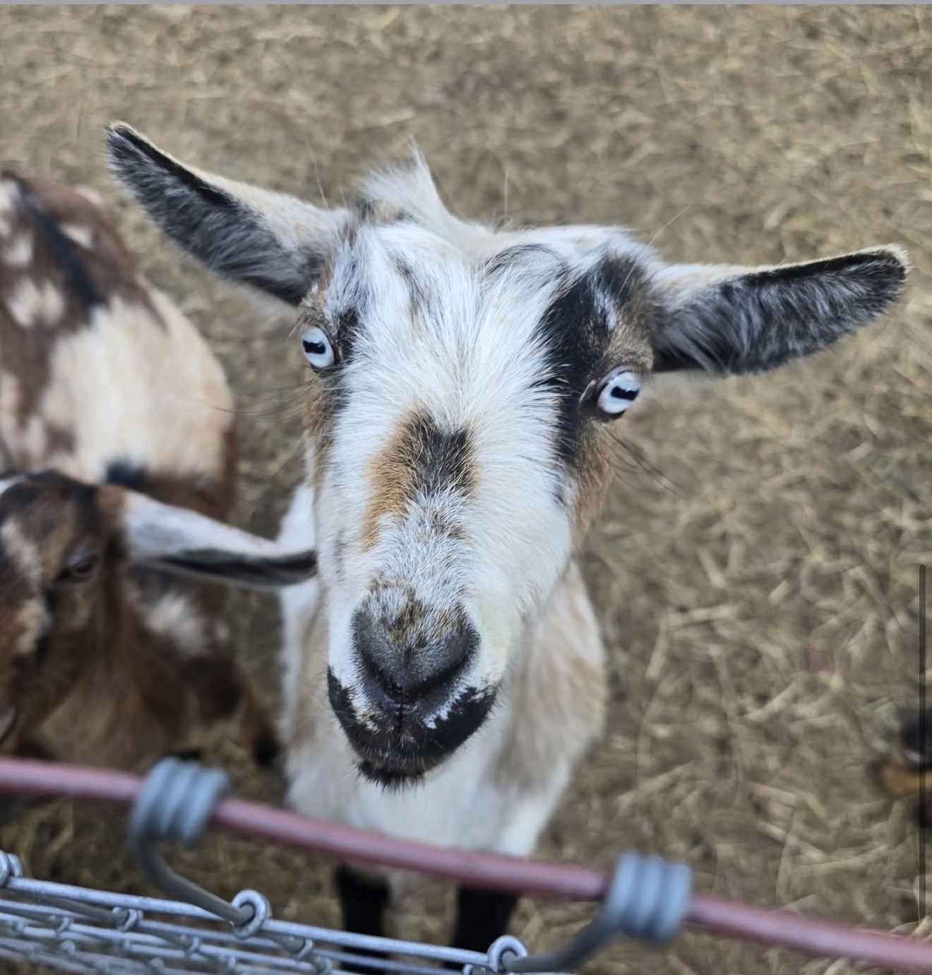 India, a white doe with black and white markings and blue eyes, looking over the fence.
