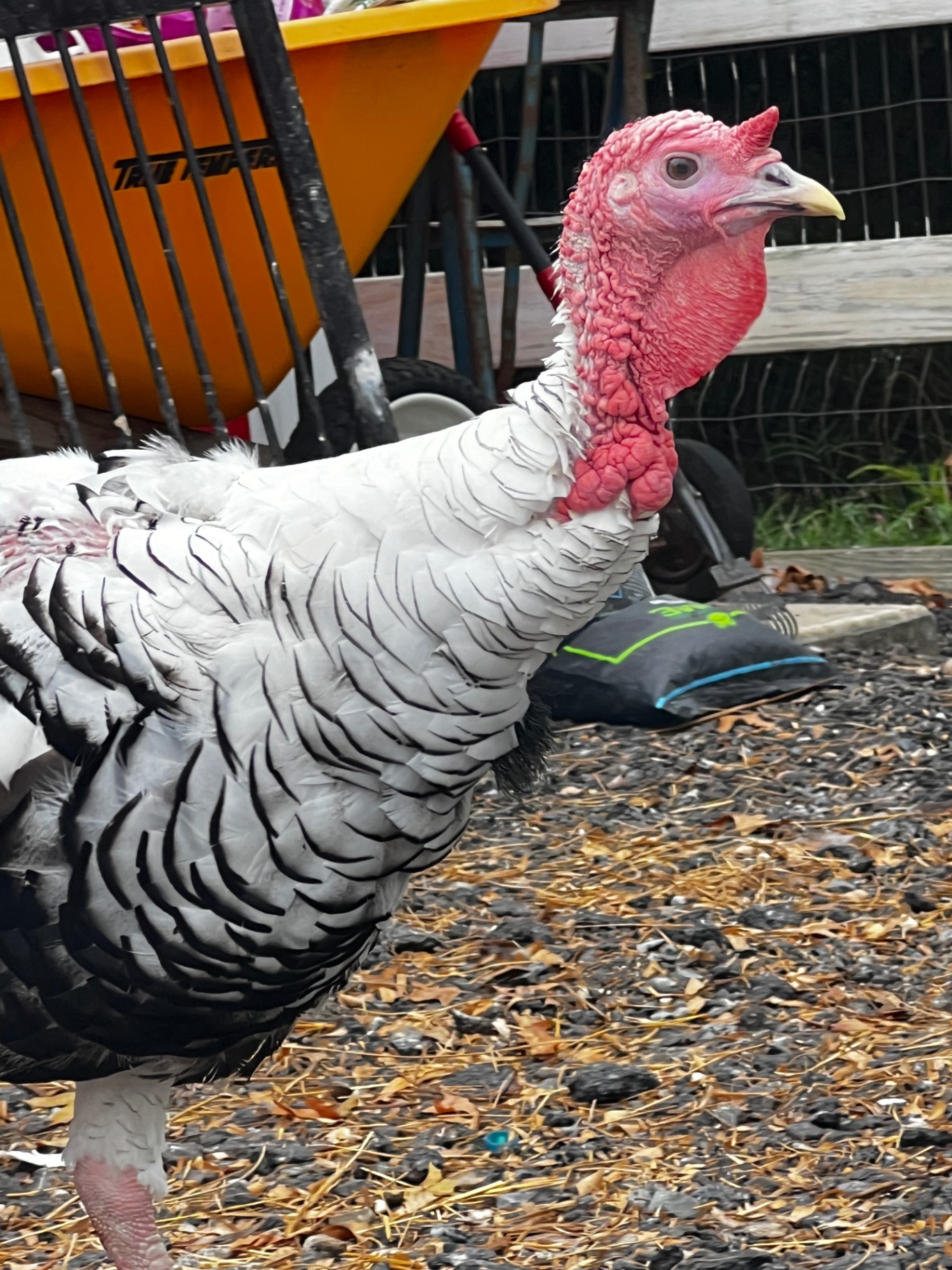 A Royal Palm turkey with white feathers edged in black and a bright red head, standing on gravel.