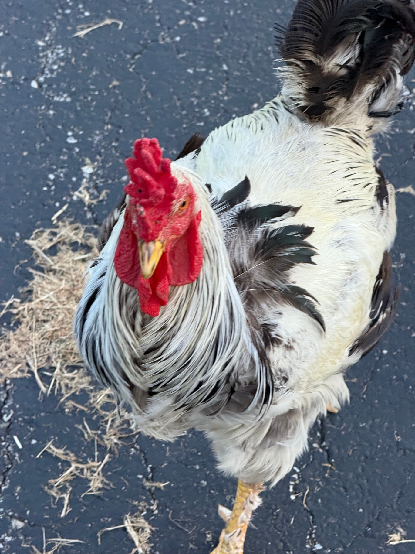 A black and white rooster looking up from the barnyard.