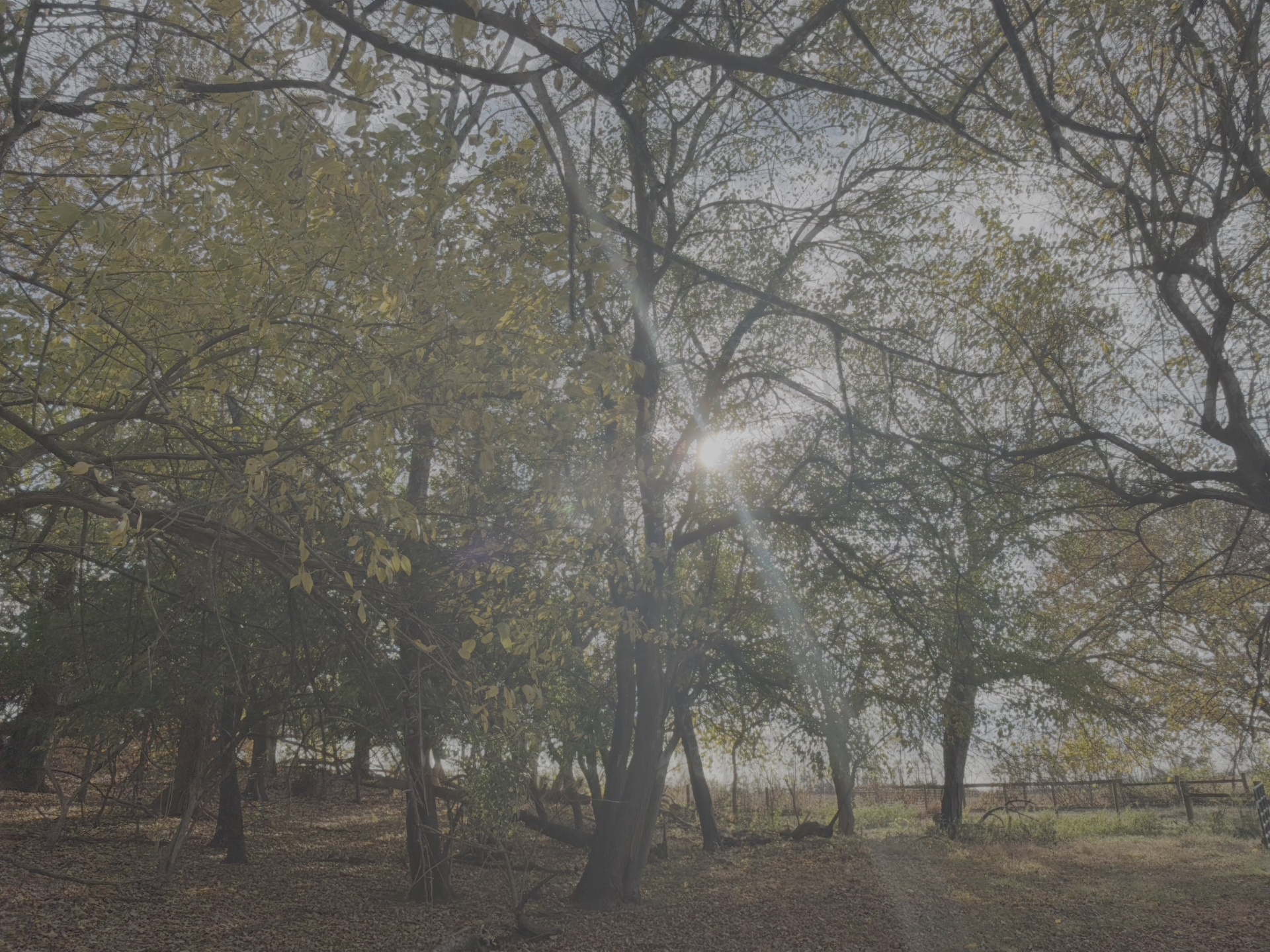 Sunlight filtering through the trees on the farm.