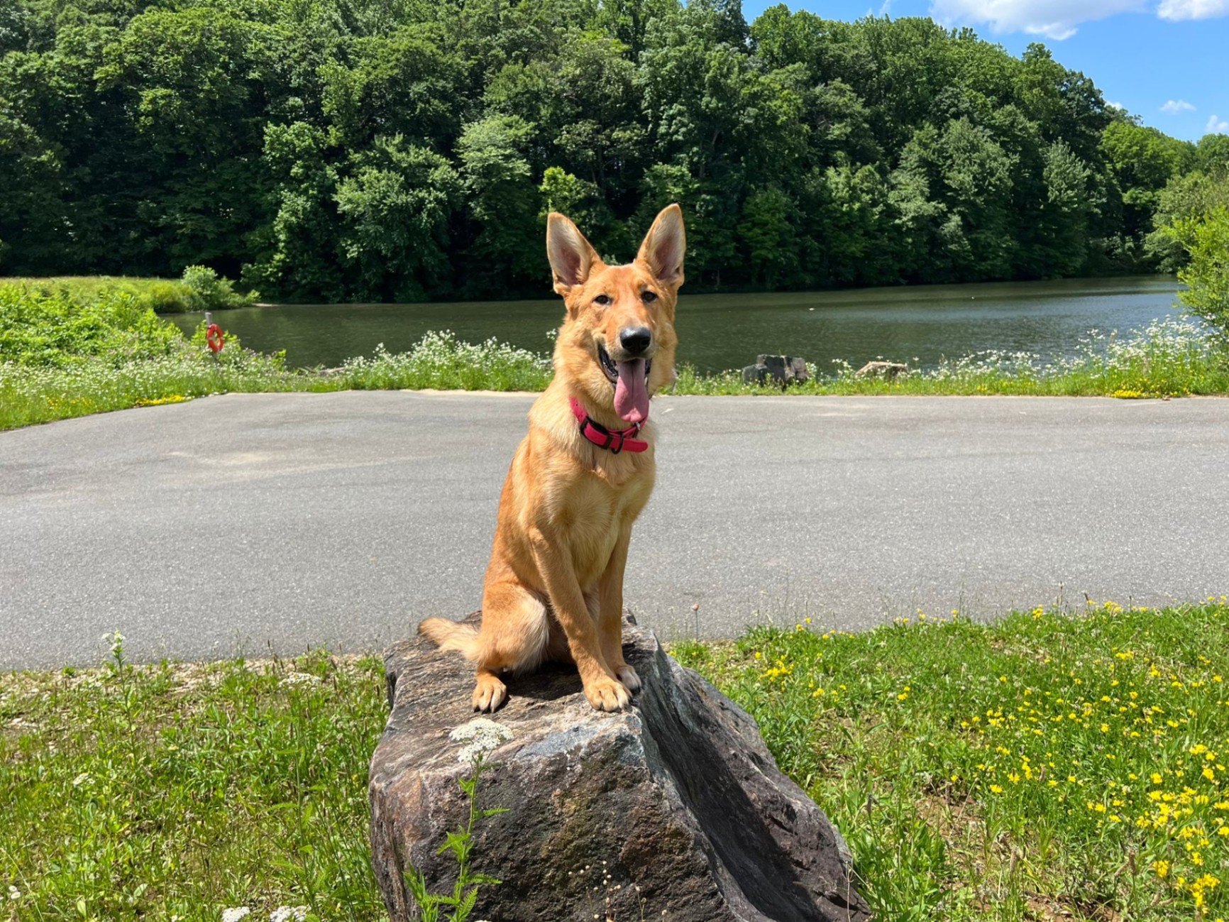 A German shepherd sitting alert on a rock beside a lake.