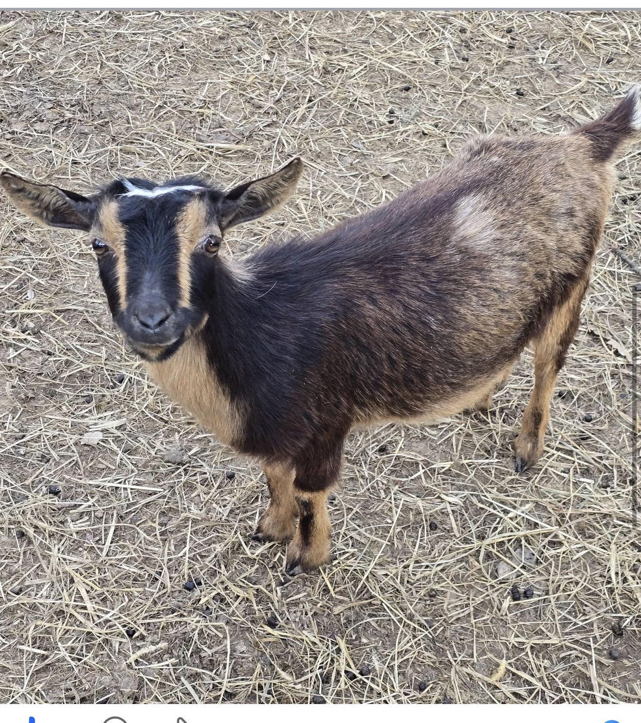 Chanel, a brown and dark brown doe standing in straw.