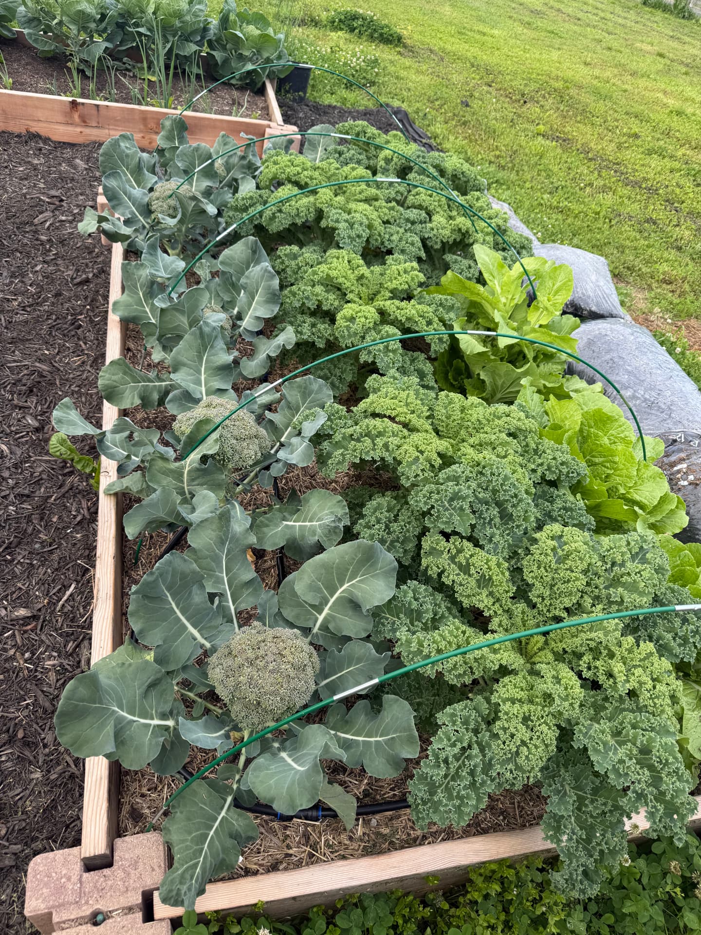 Raised garden beds full of fresh greens.