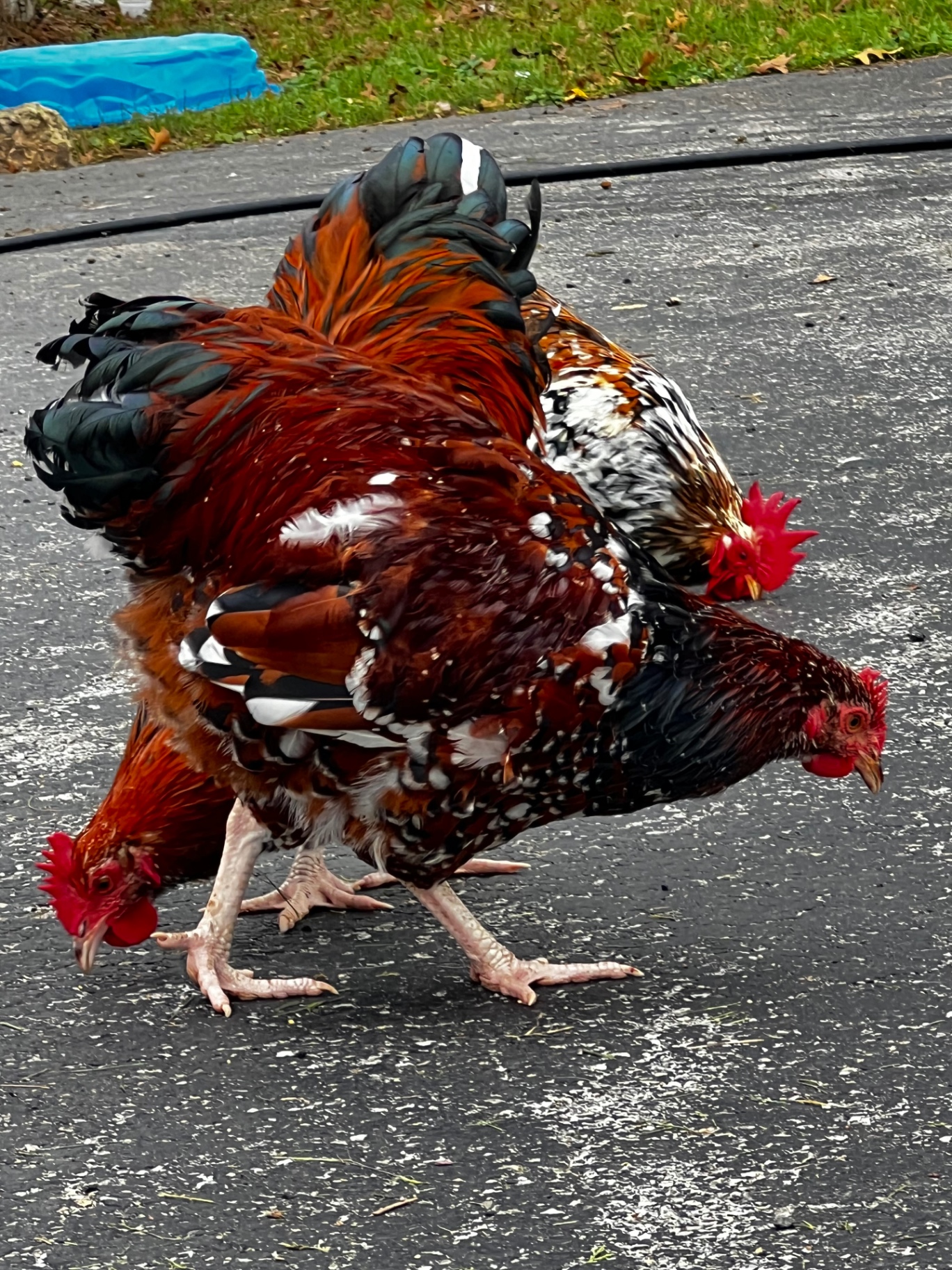 The farm chickens foraging together in the yard.