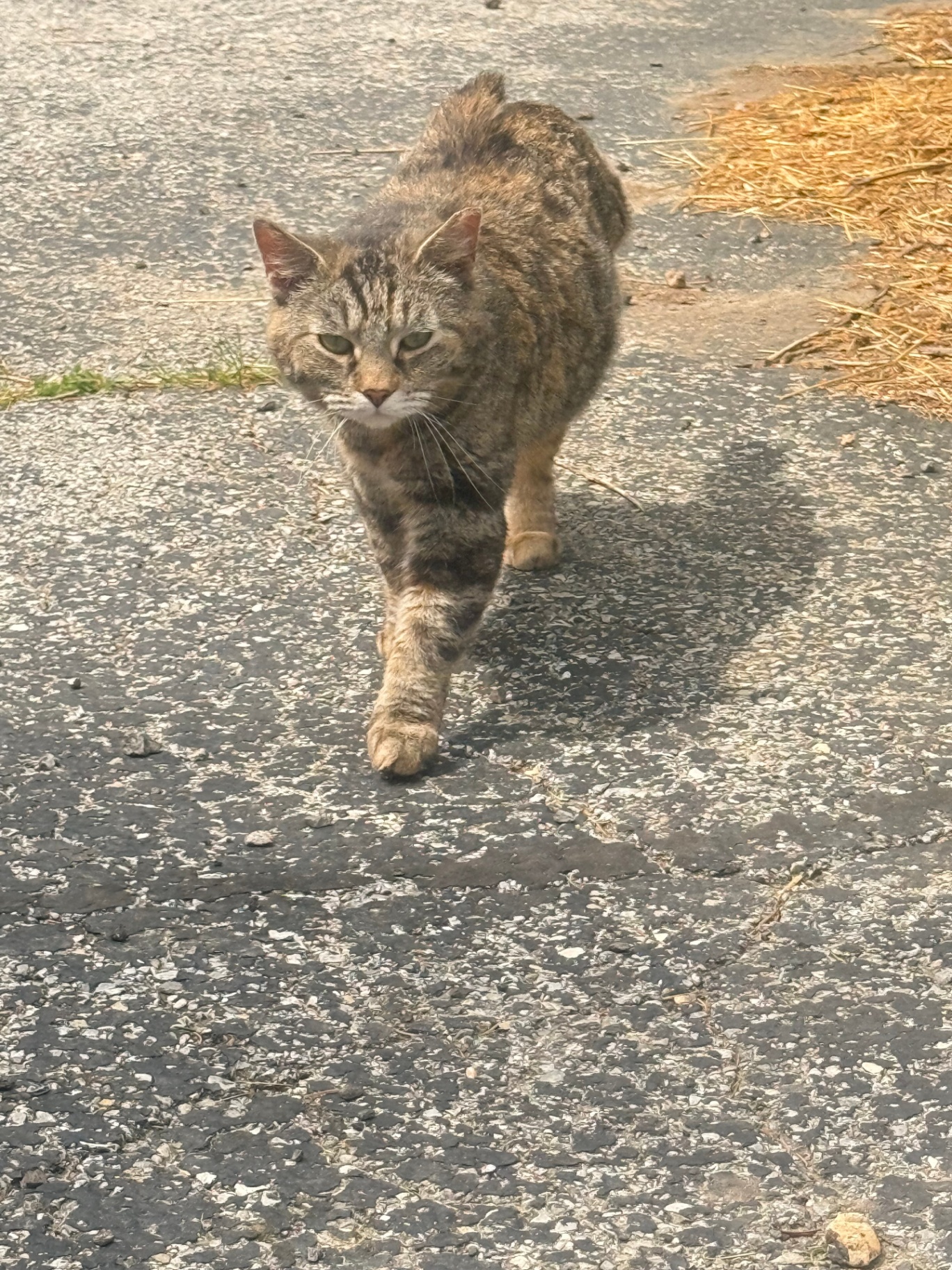 A brown tabby barn cat walking across the farm driveway.