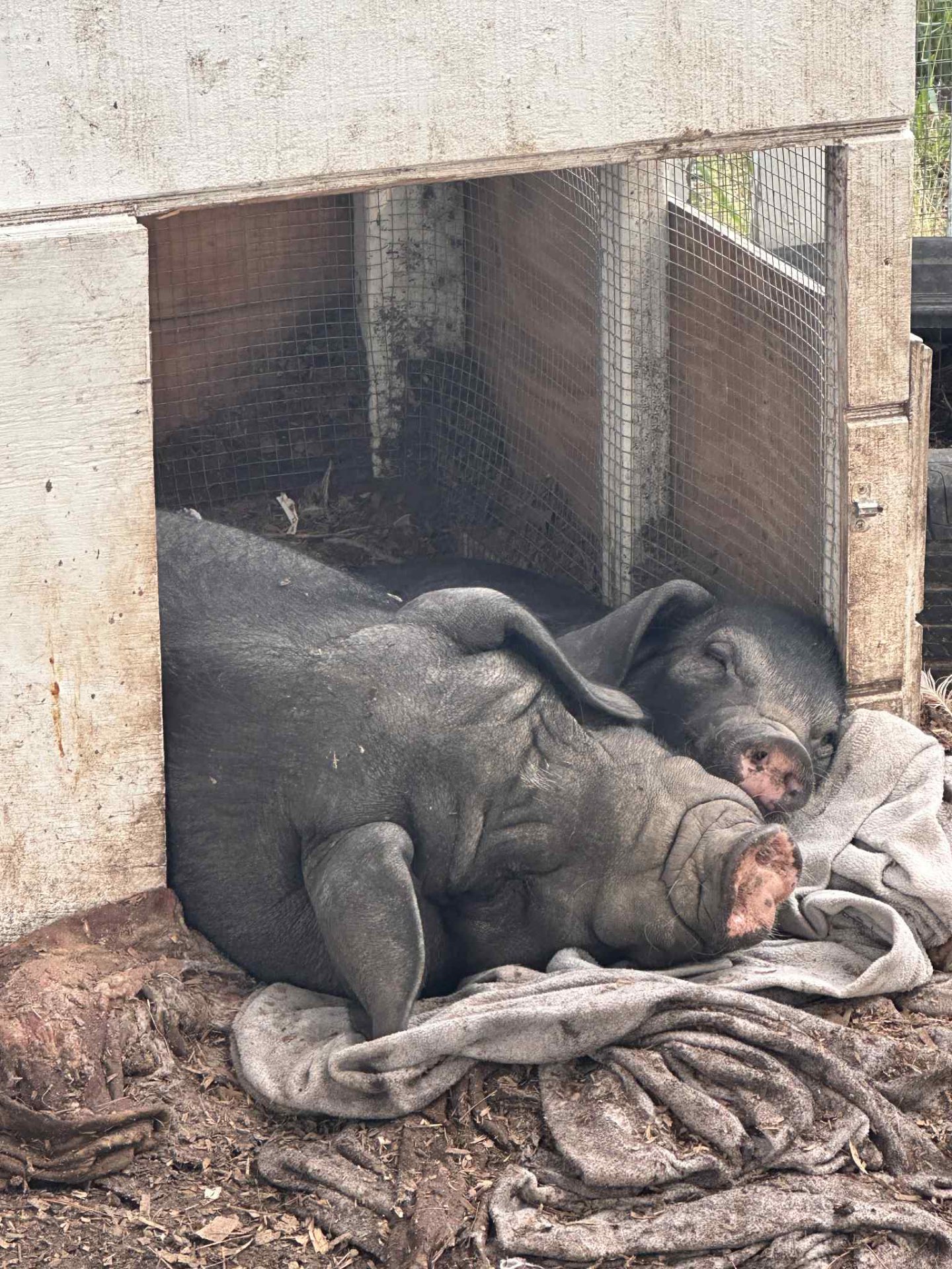 Two pigs snuggled together in the straw.