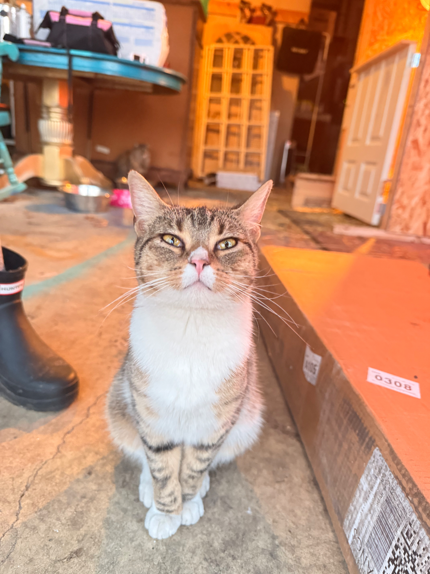 Audrey, a tabby-and-white barn cat, sitting attentively in the barn.