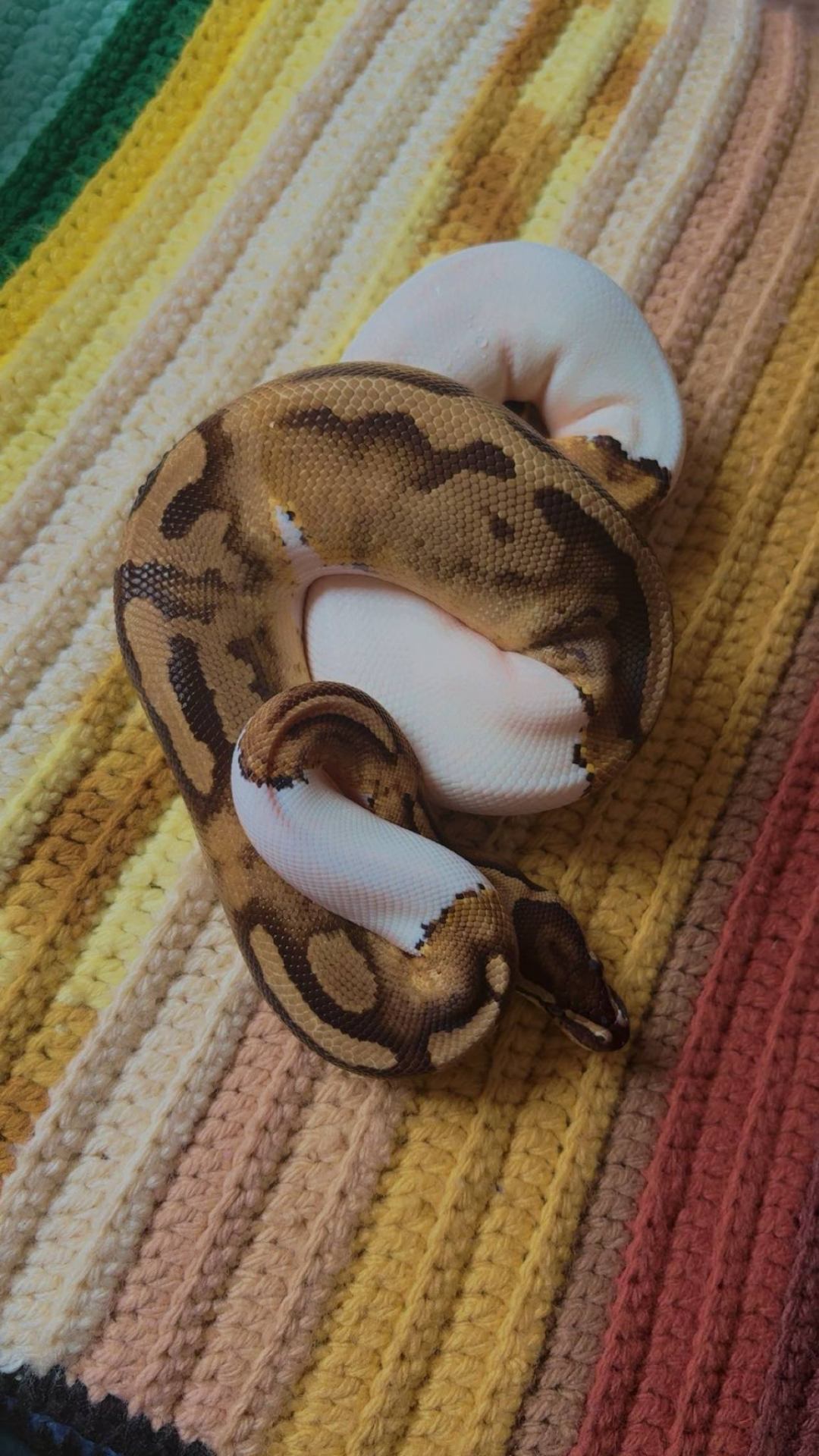 Juneau, a brown, cream, and white ball python curled on a striped crocheted blanket.