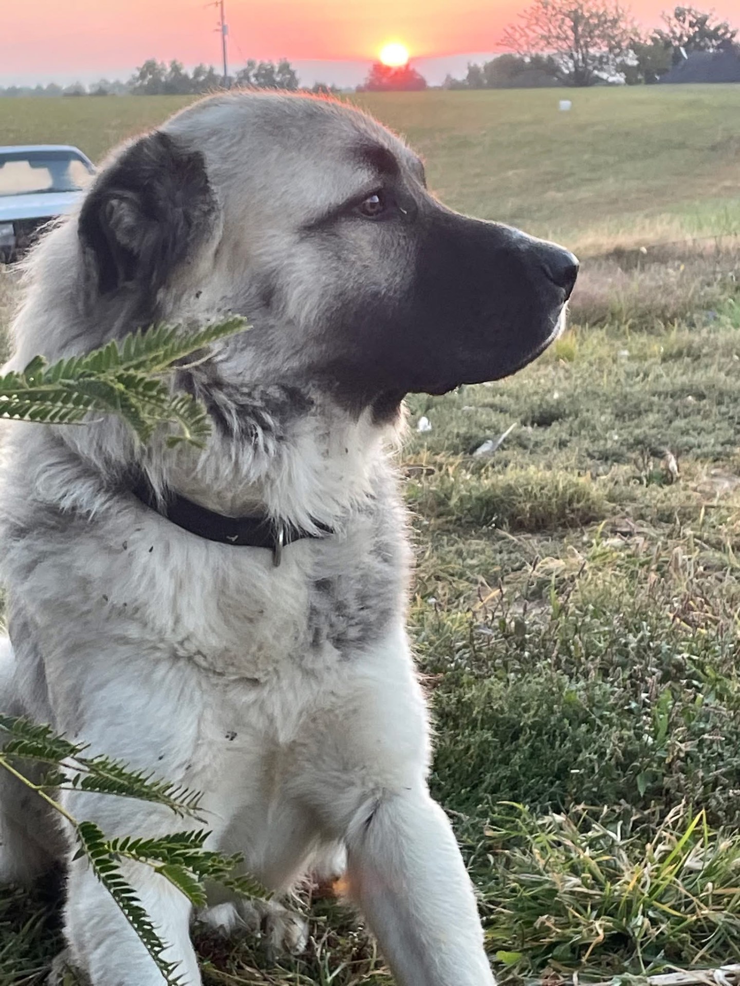 Thorin, a large cream-colored livestock guardian dog with a black mask, sitting calmly in a field at sunset.