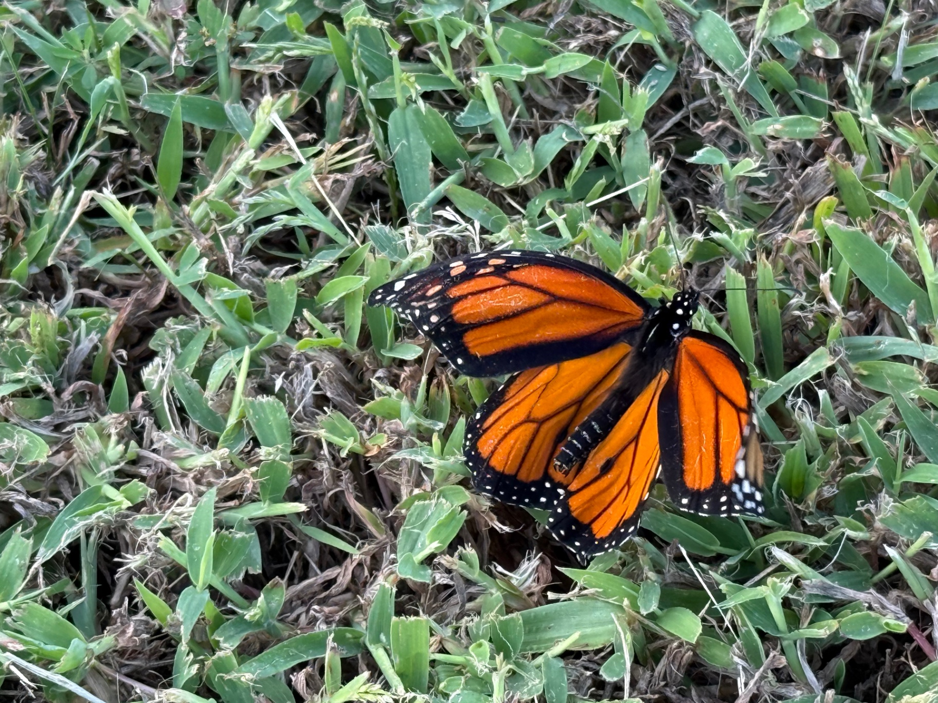 A butterfly resting on a flower near the garden.