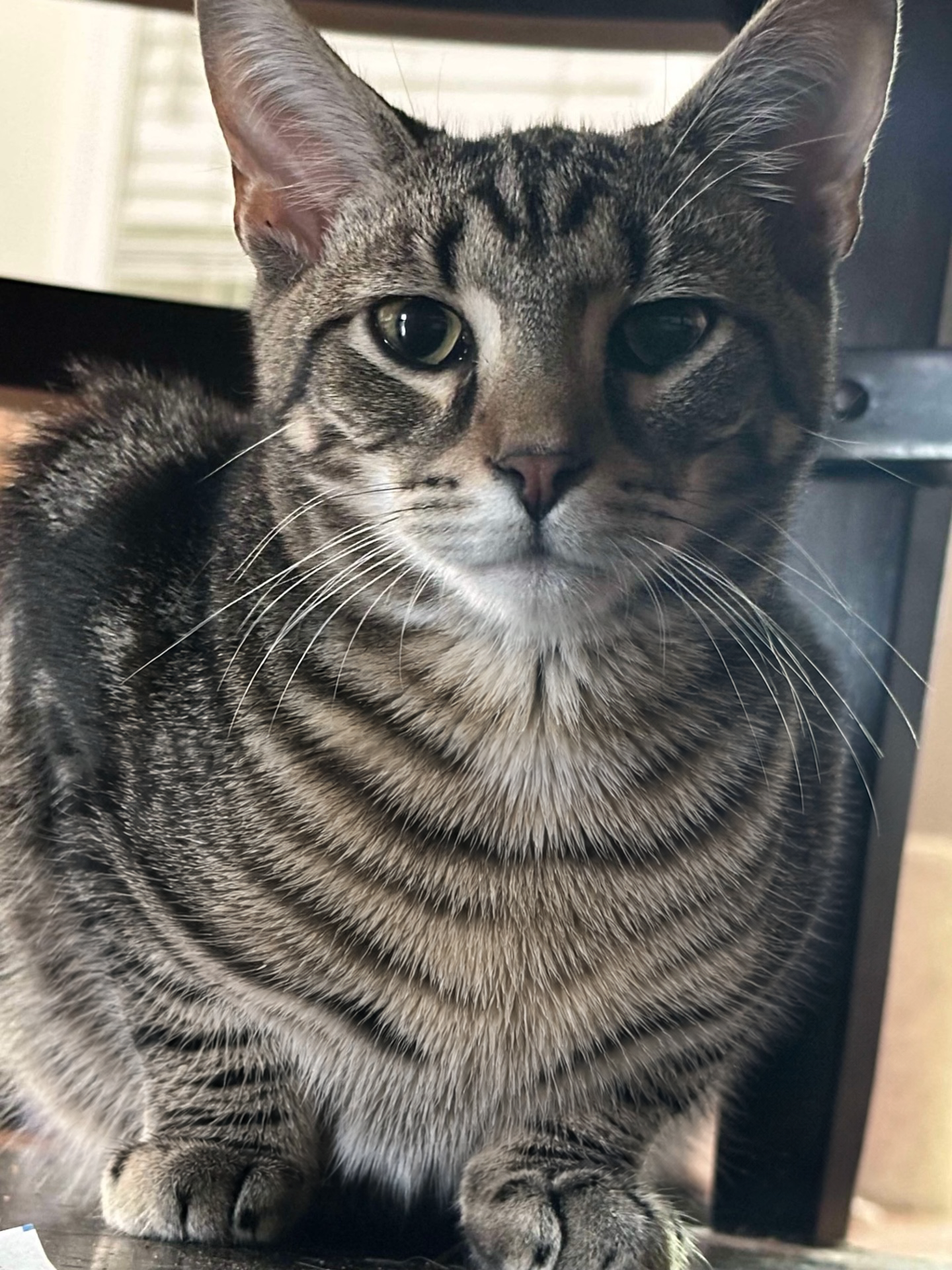 Gio, a brown tabby barn cat.