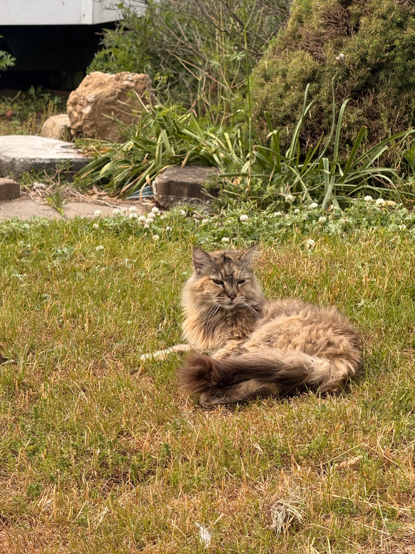 Fluff, a long-haired barn cat resting in the grass.