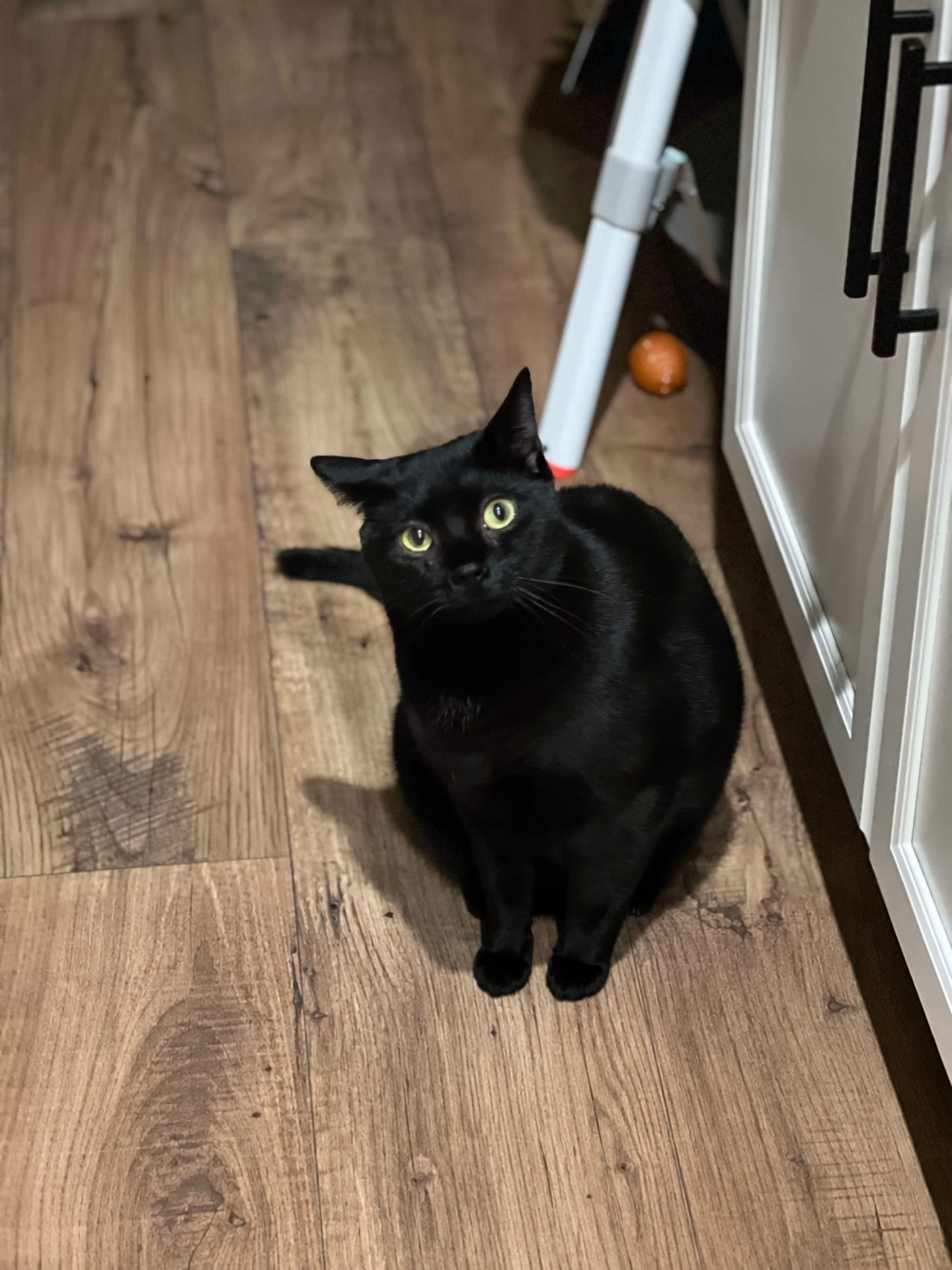 Beatrice, a black barn cat with green eyes, sitting on a wooden floor.