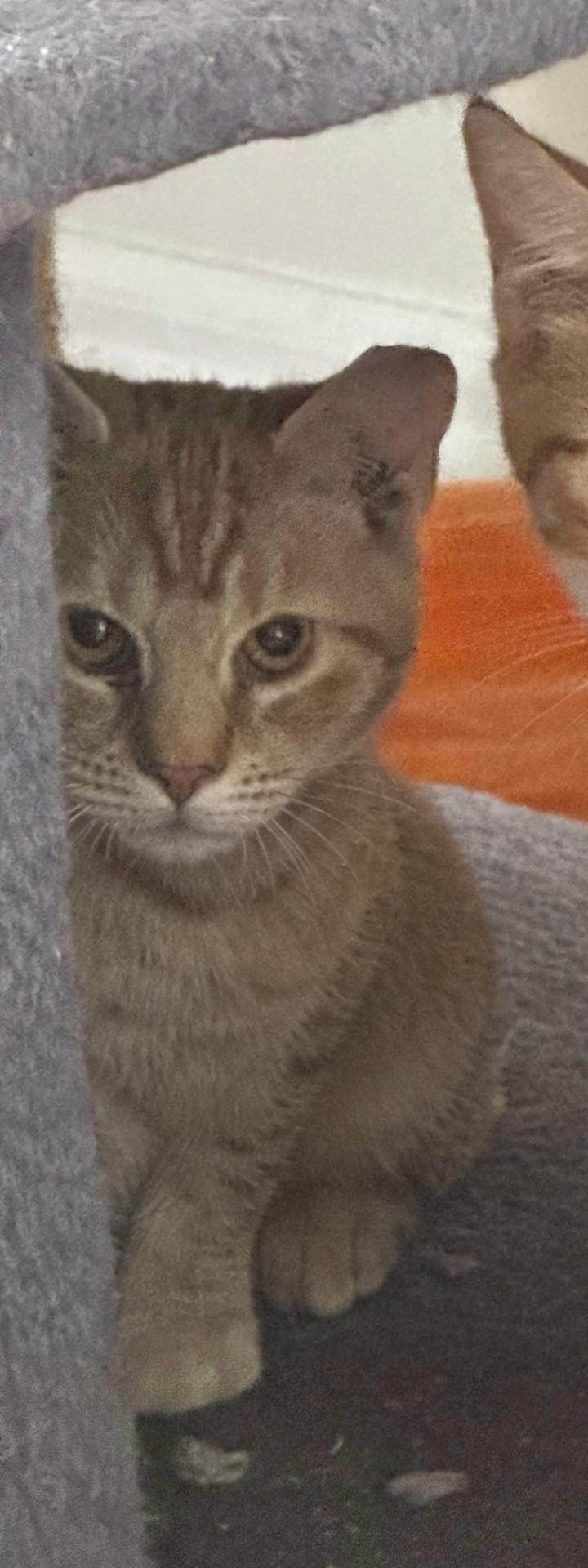 Petey, an orange tabby barn cat.