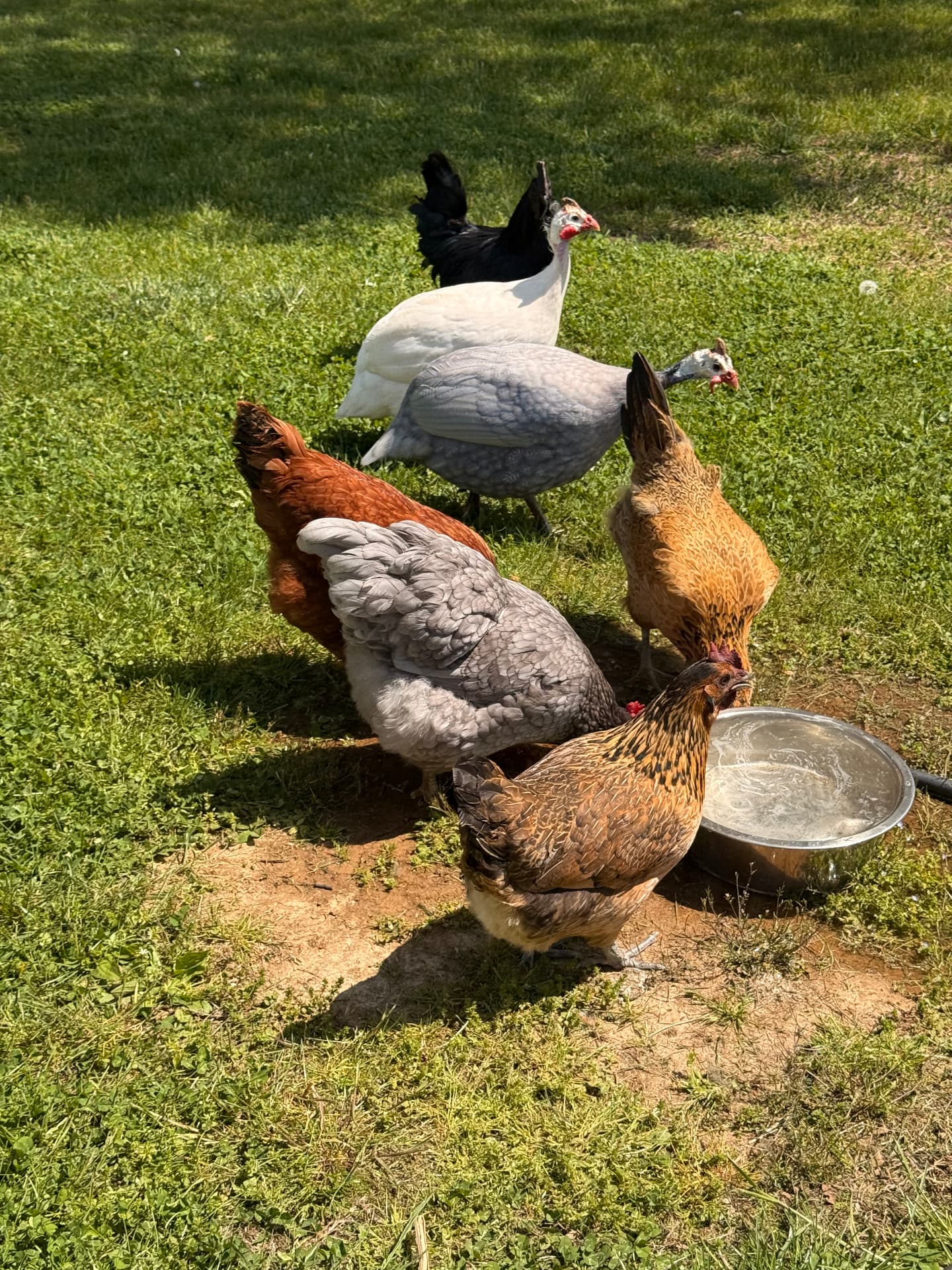 Our guinea fowl drinking at a water dish alongside the chickens in the grass.