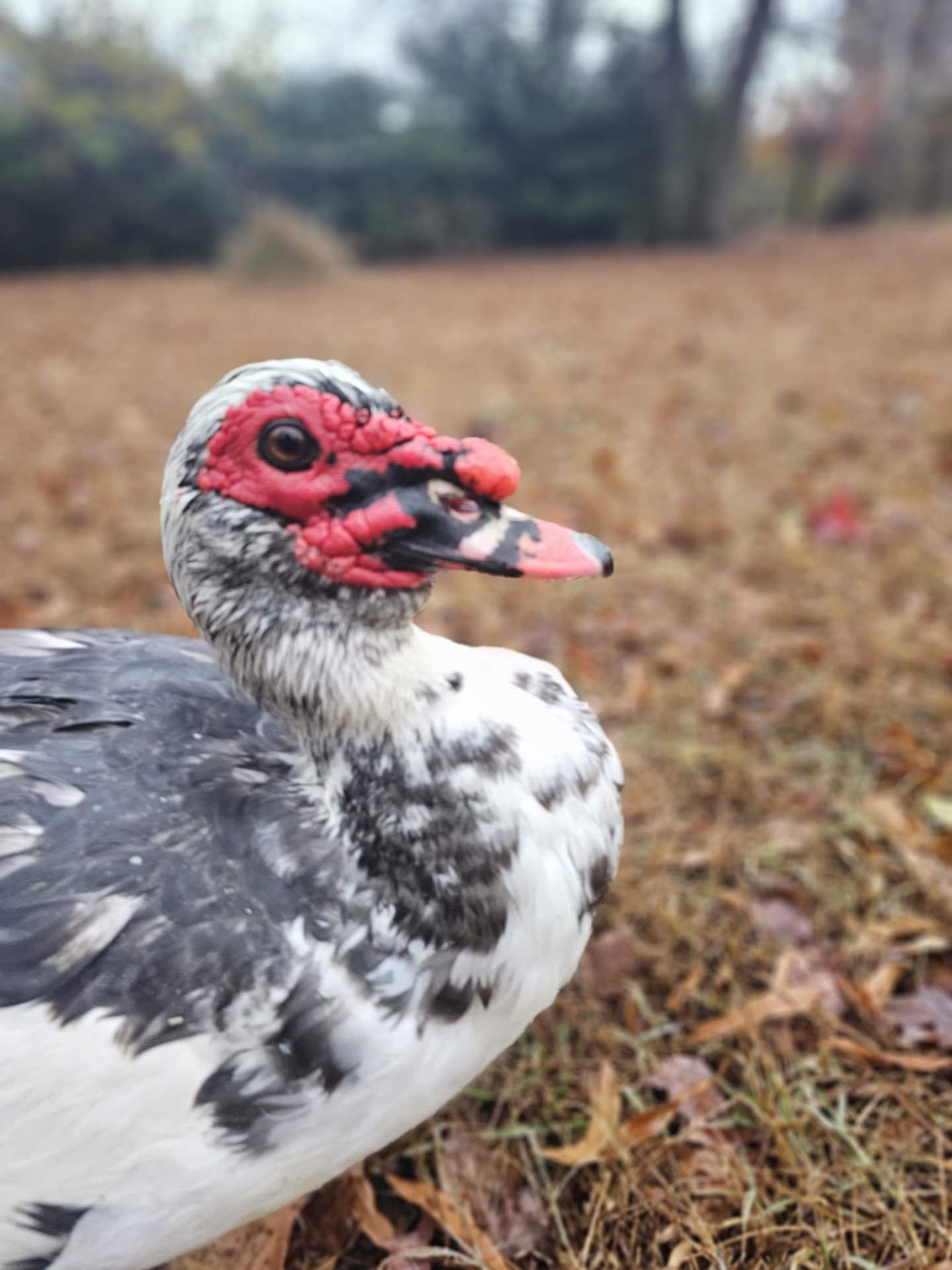Our Muscovy duck, black and white with a red face, standing in the field.
