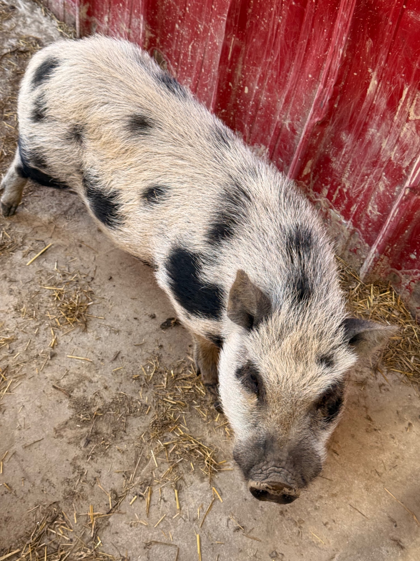 Hamilton, a cream and black spotted Juliana pig standing on straw bedding near a red metal wall.