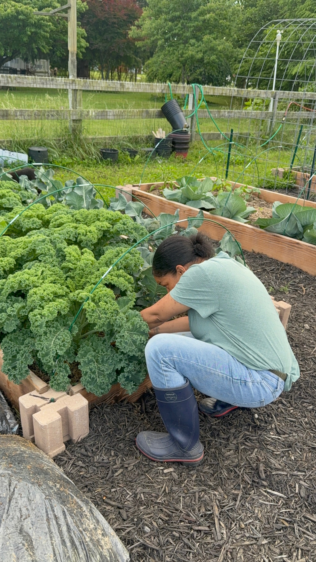 Victoria crouched in the mulch, tending a bed of kale.