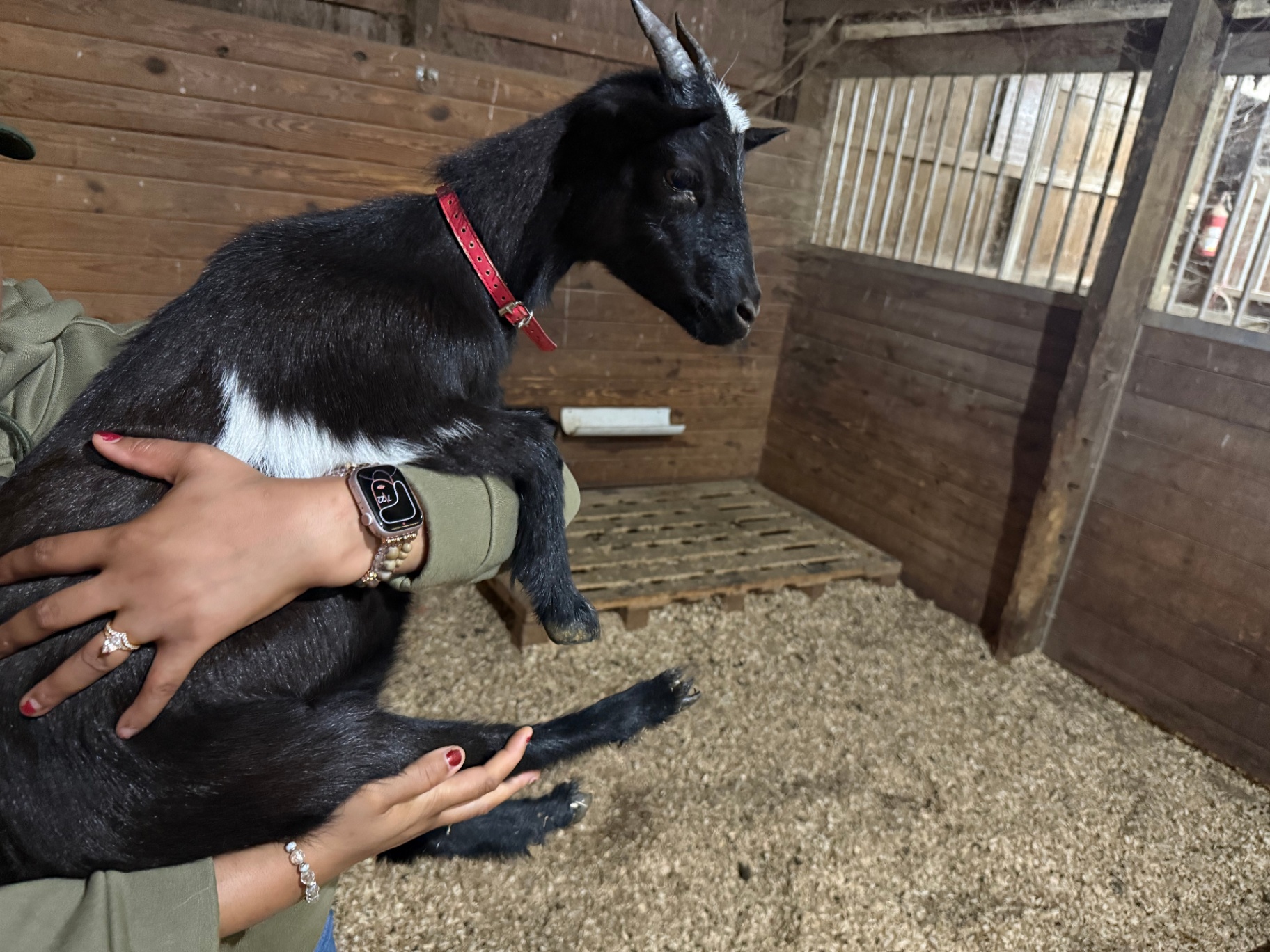 A black and white doe being held inside a wooden barn stall.