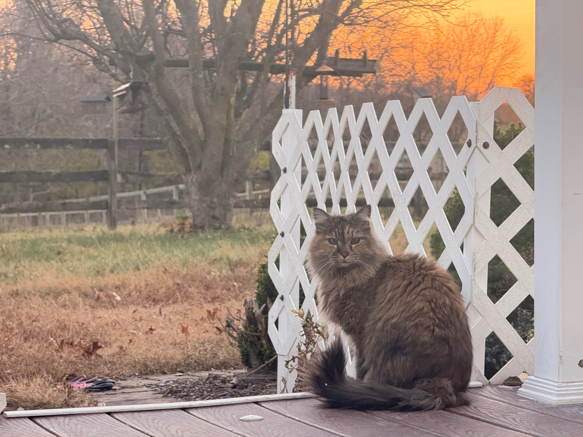 A barn cat sunning itself on the porch.