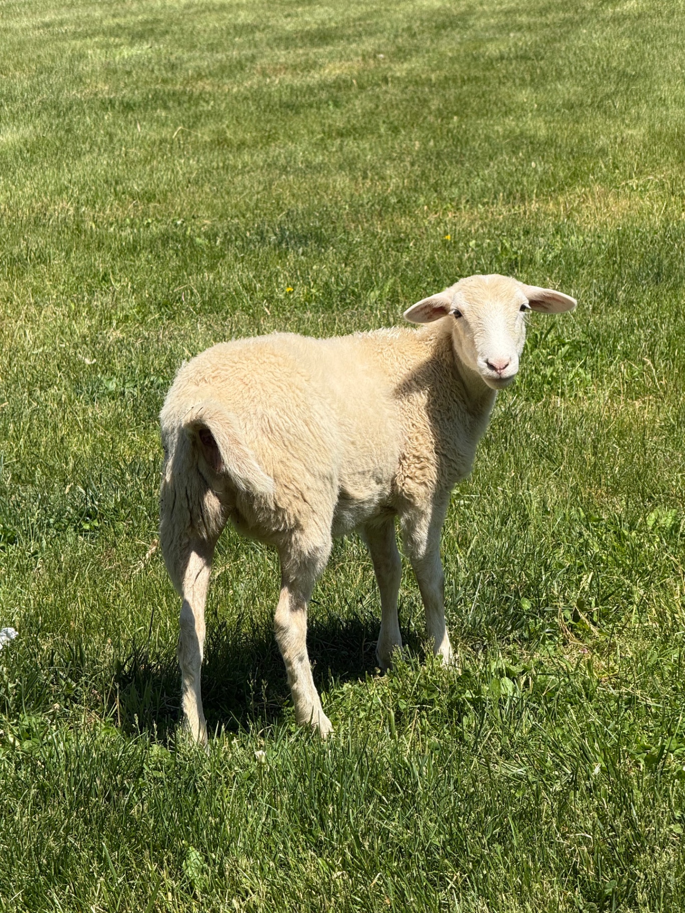 A young lamb looking toward the camera in the pasture.