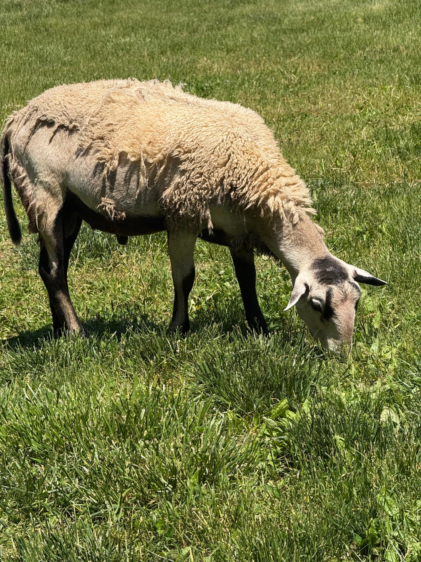 A sheep grazing in the green pasture under bright sunlight.