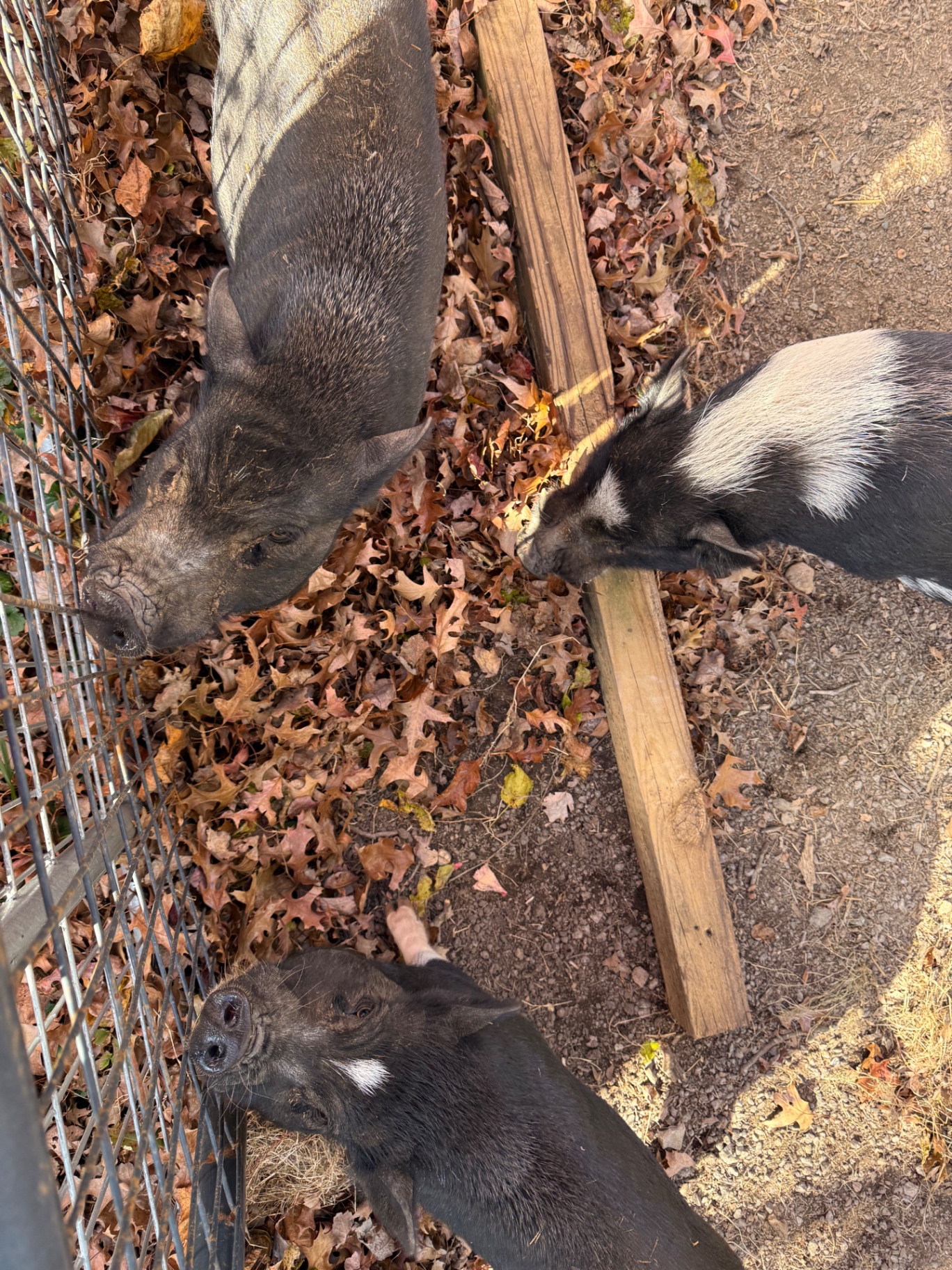 Three small pigs with different black, gray, and white coat patterns foraging on leaf-covered ground.