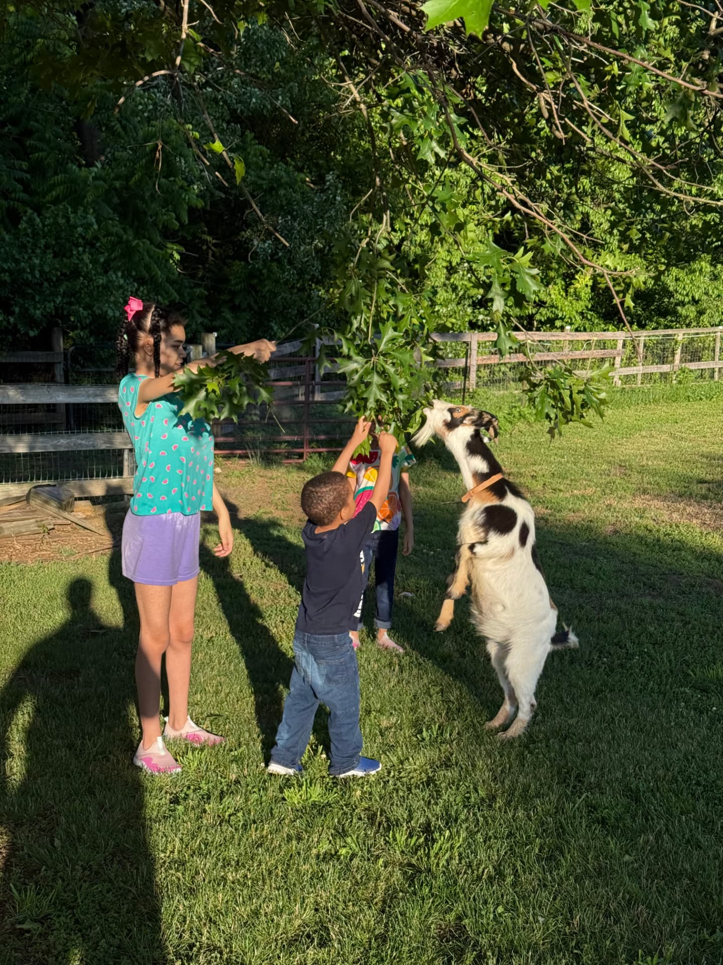 Our kids, seen from behind, offering leaves to a goat standing on its hind legs.