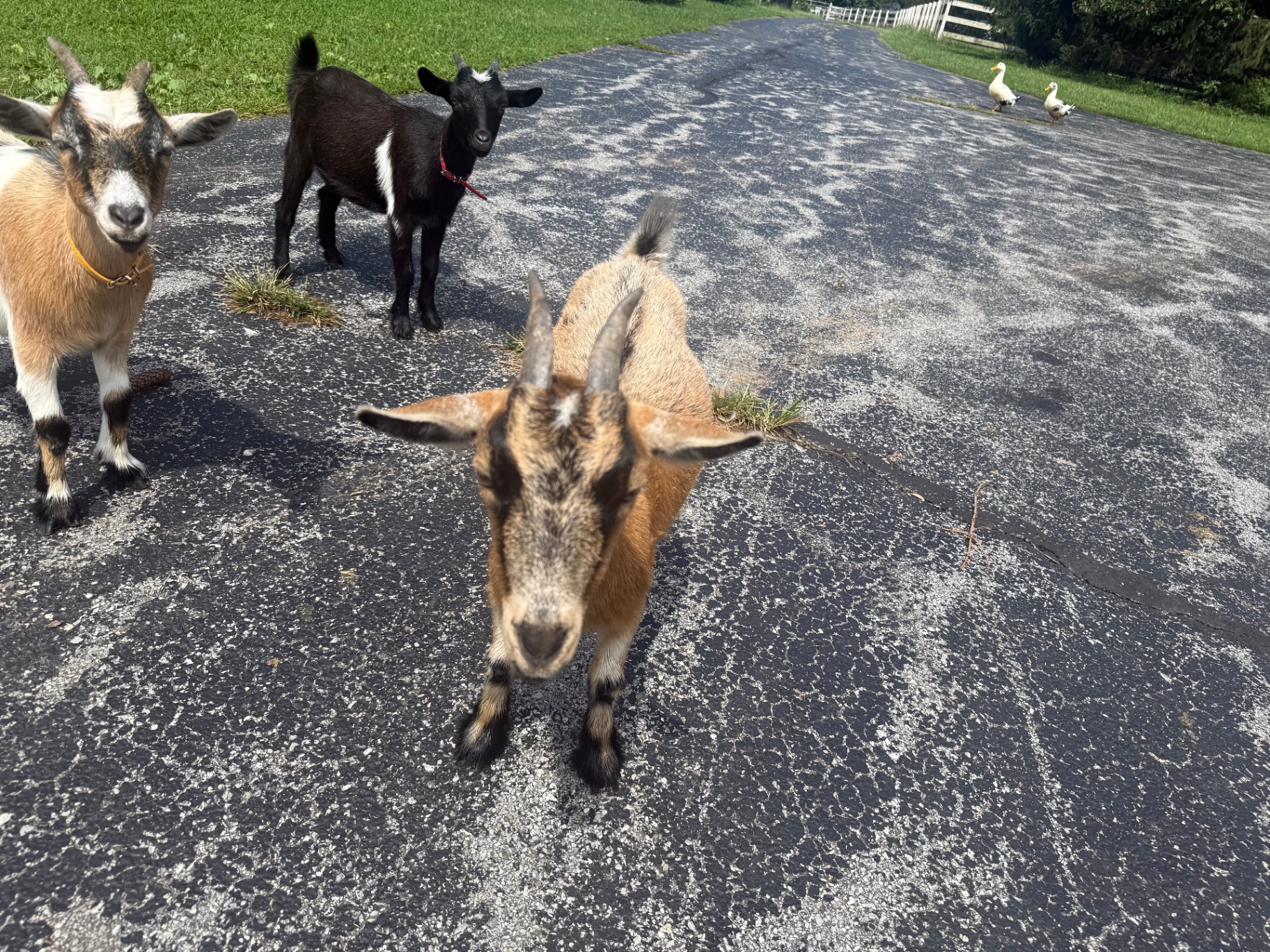 A brown doe standing at the front of a small goat herd on the farm driveway.