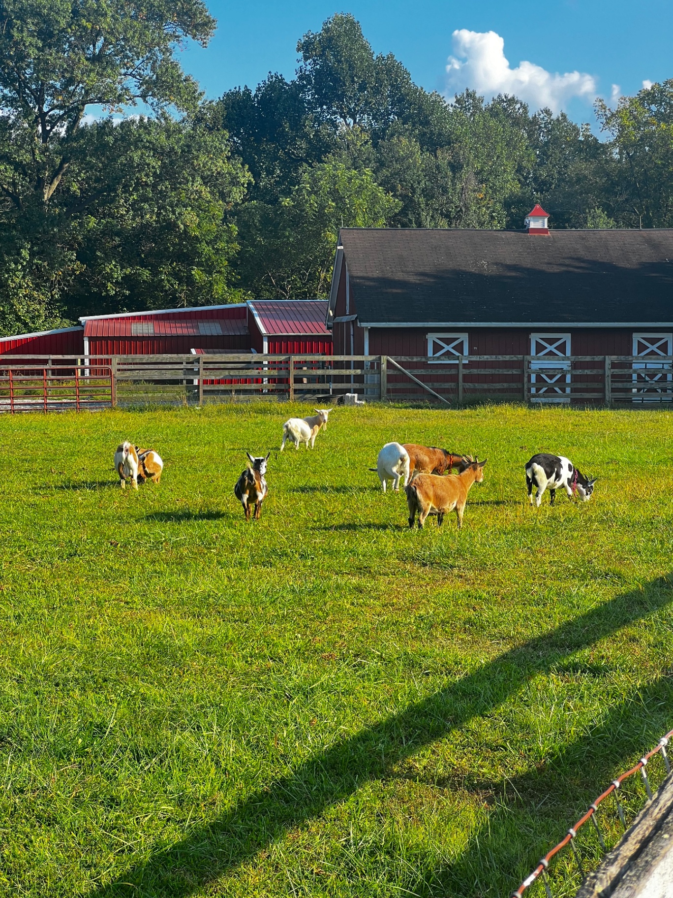 The goat herd grazing in front of the red farm barns.
