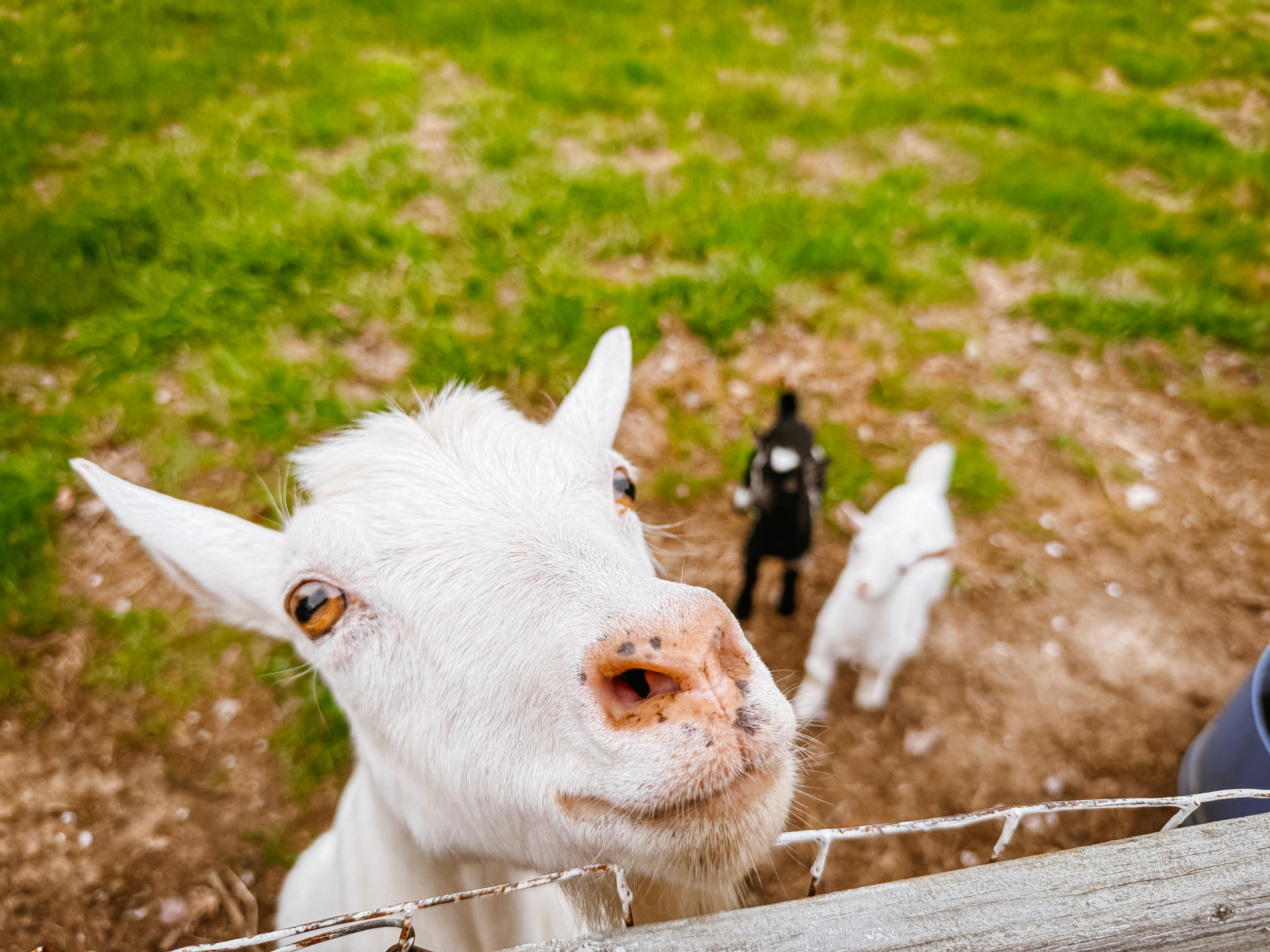 Beth, an all-white doe leaning over the fence rail.
