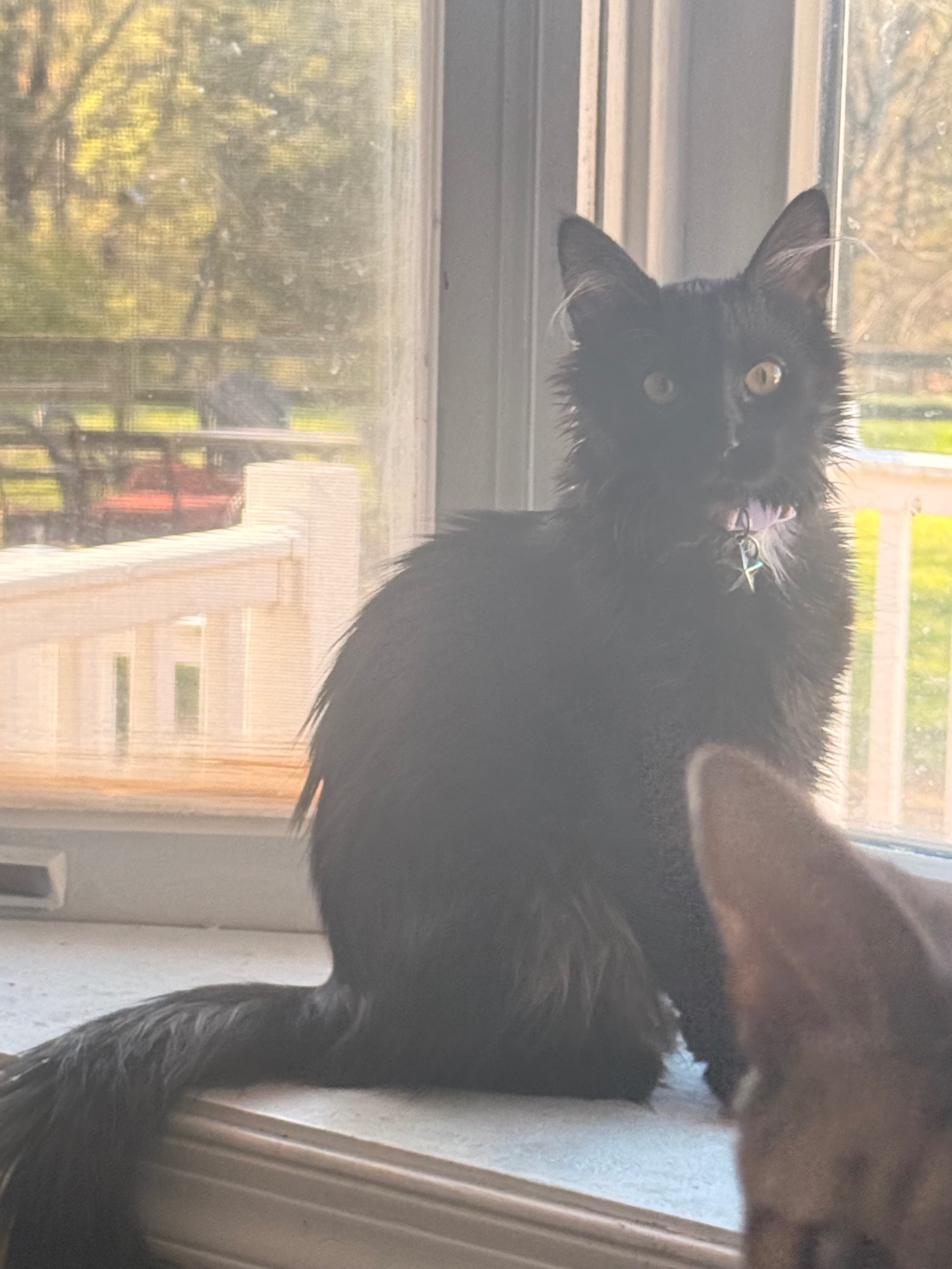 A long-haired black cat with amber eyes sitting on a white windowsill indoors.