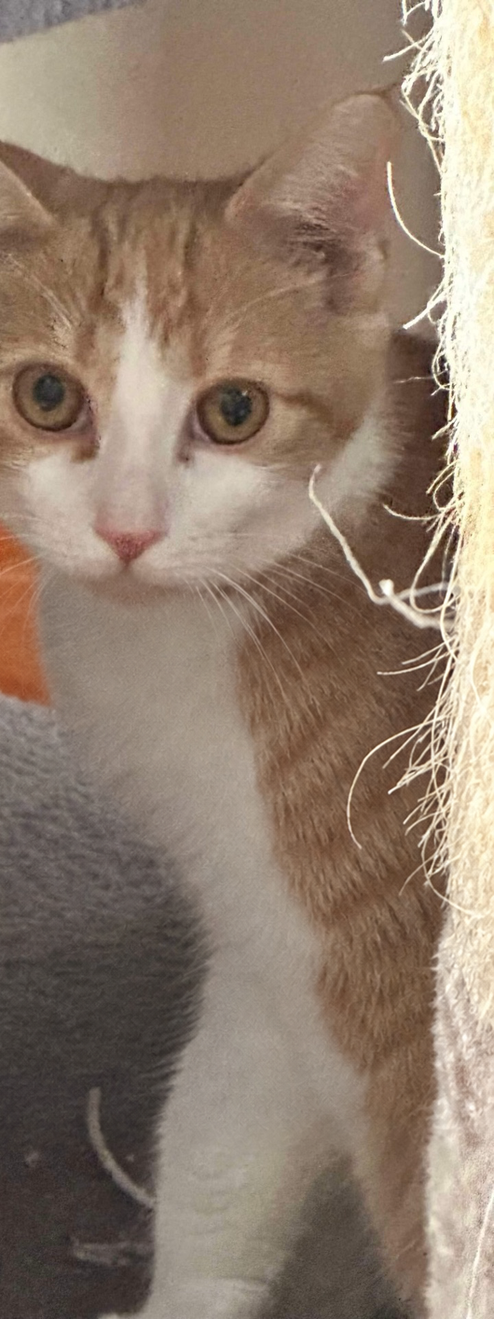 Jack, an orange-and-white barn cat.