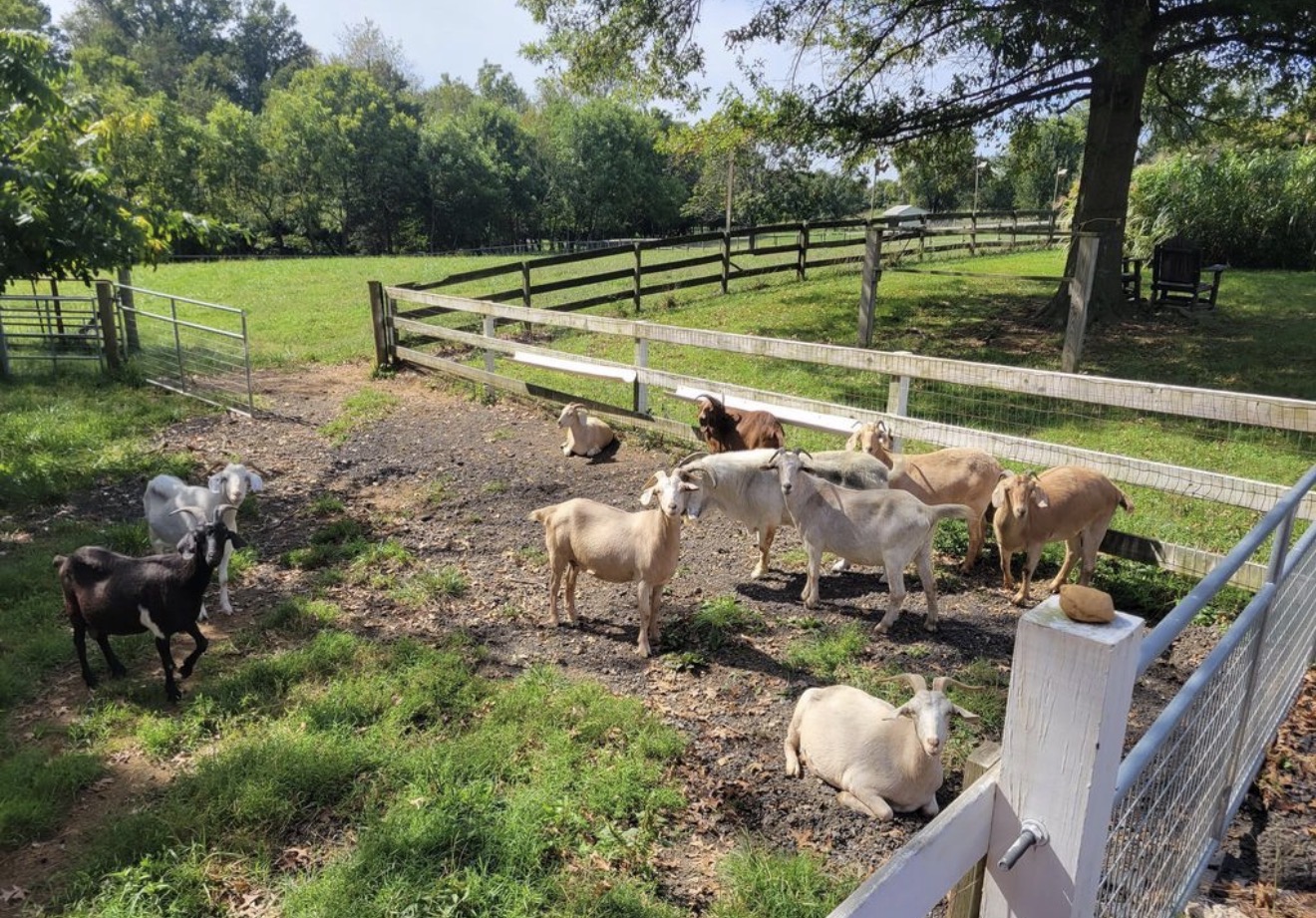 A group of goats clustered together in the fenced play-yard.