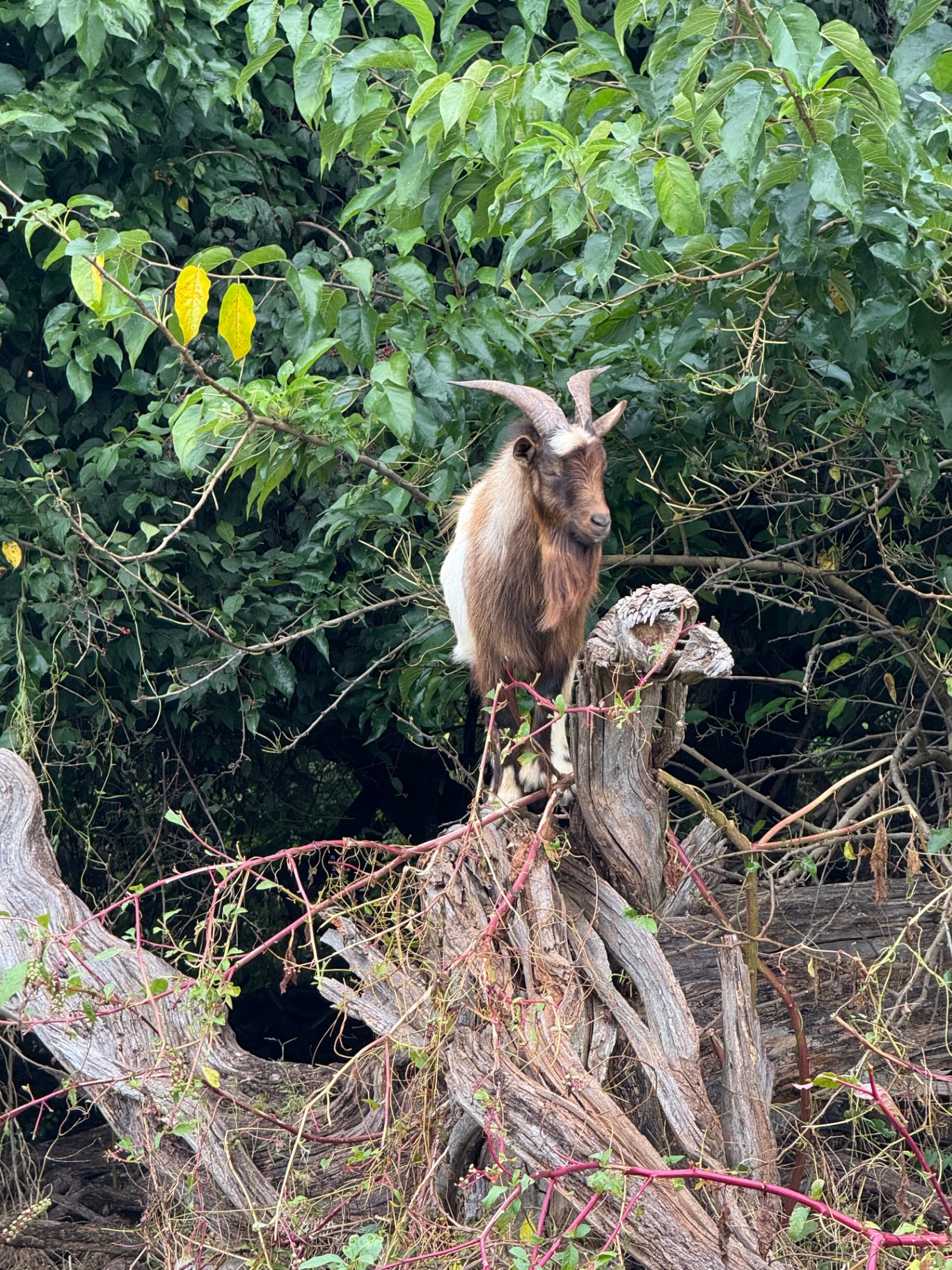 AJ, a brown-and-white horned buck, standing on a downed tree trunk in the valley.