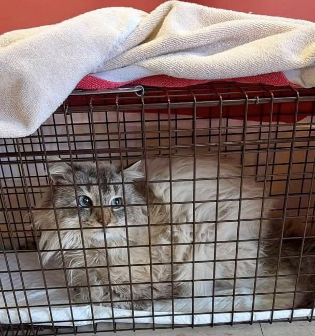 Elvis, a long-haired blue-eyed barn cat, resting in his crate.