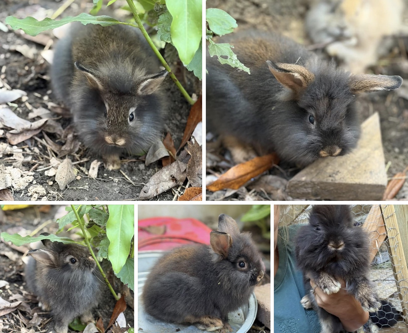 A fluffy dark grey Lionhead rabbit with tan face markings sitting among dirt and dry leaves.