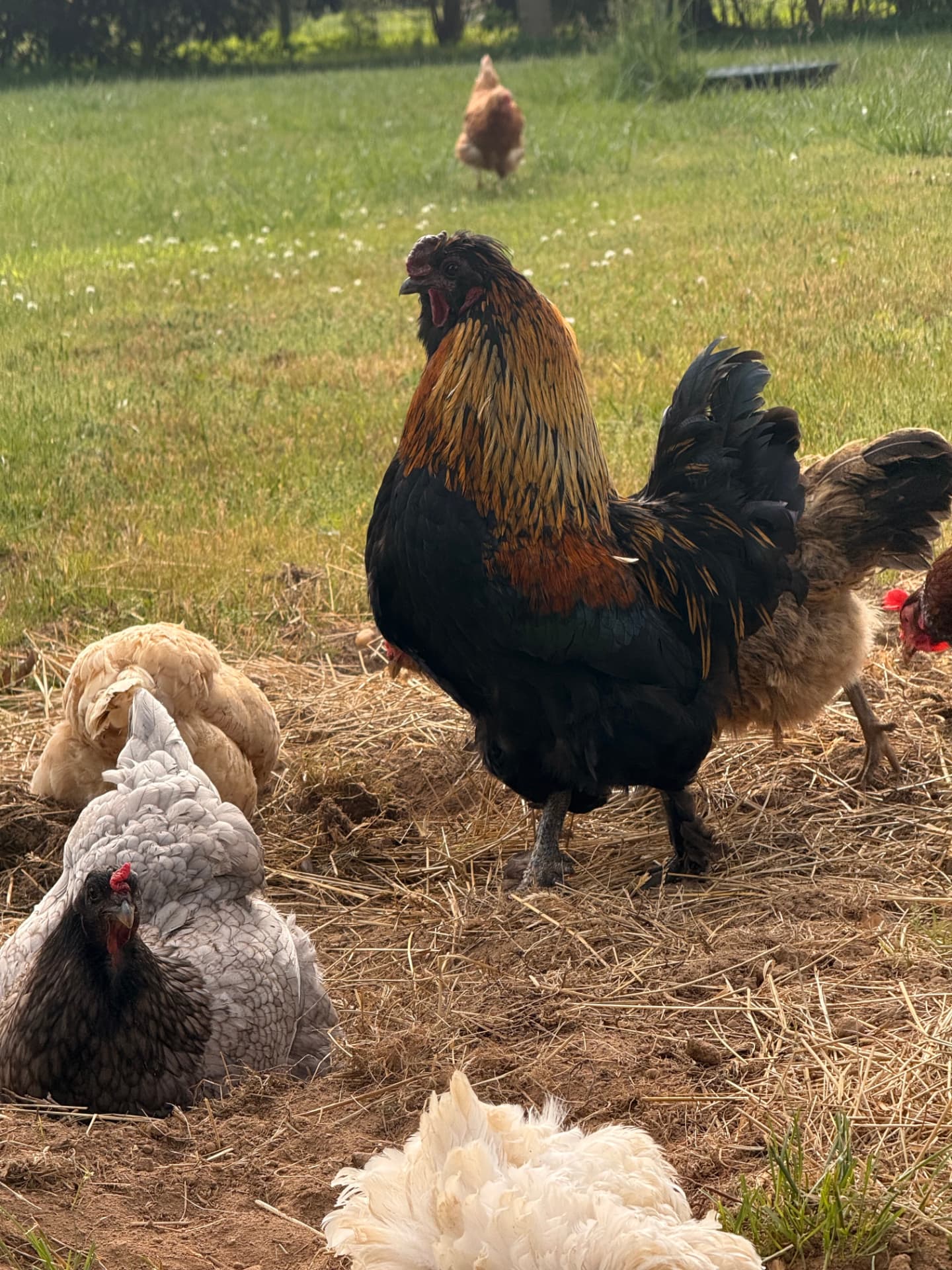 A rooster and hens resting in the straw.