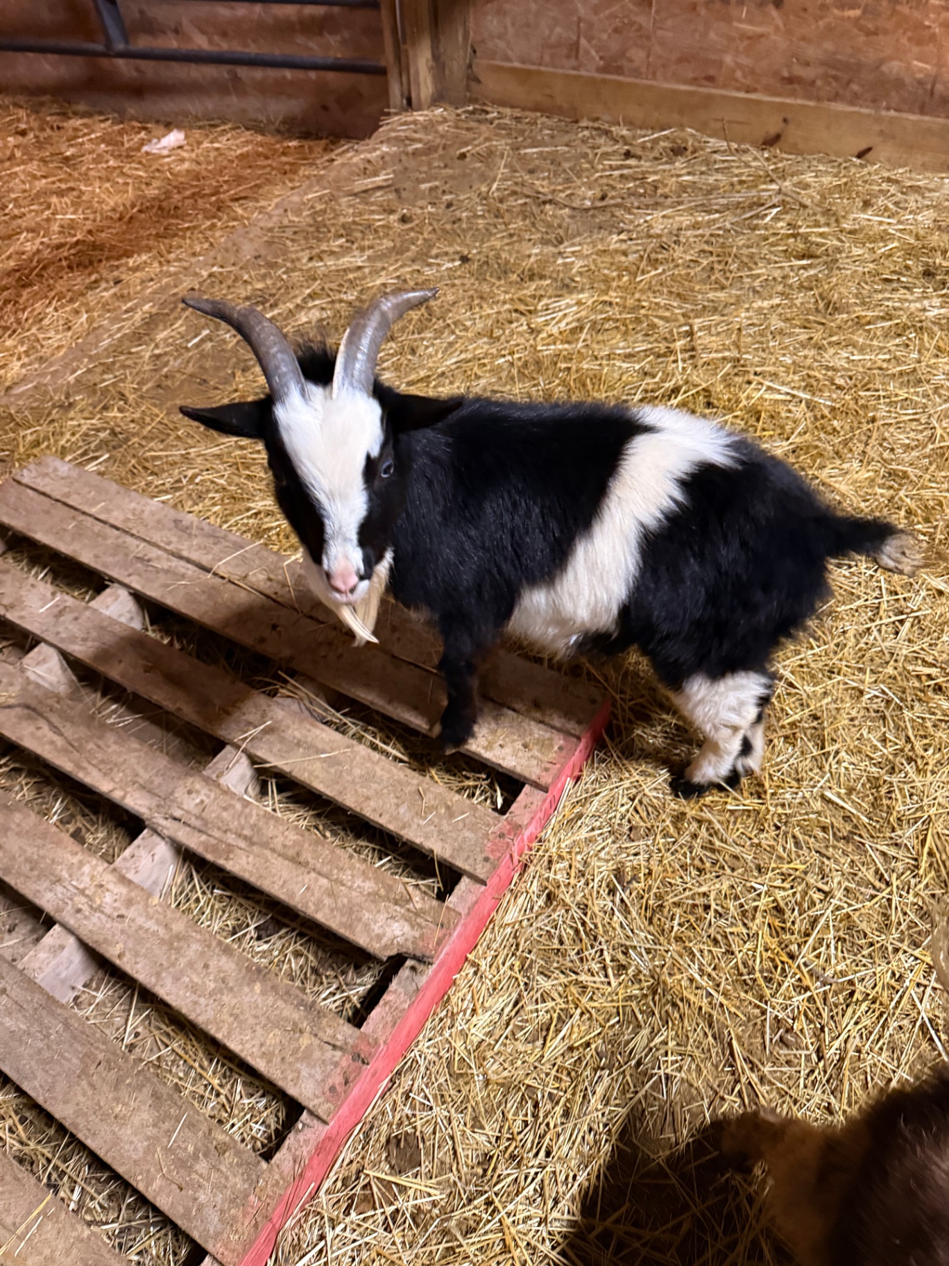 A black and white buck standing beside a wooden pallet in a straw-covered barn.