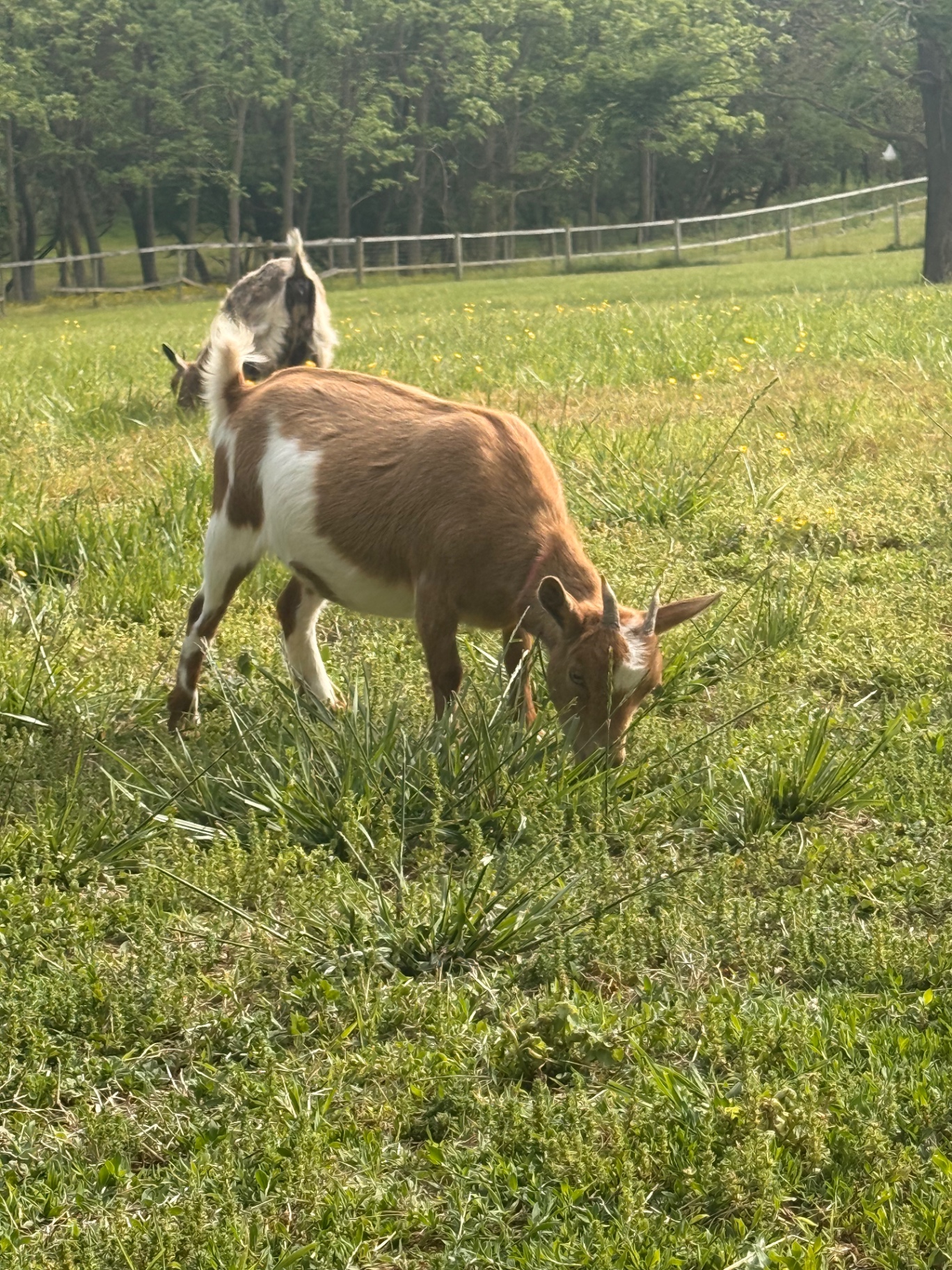 Barbie, a tan and white doe grazing in a lush green field with yellow flowers.