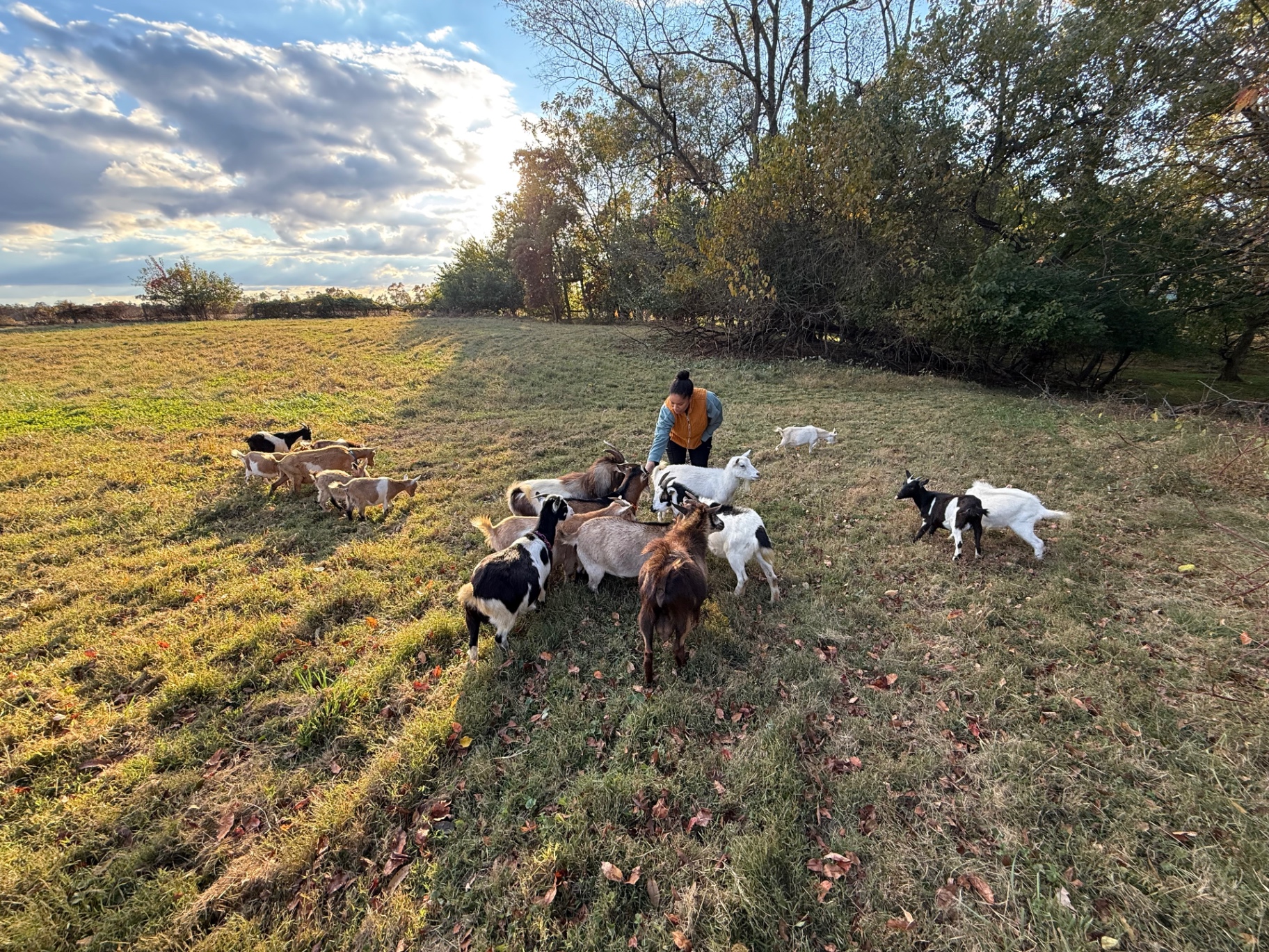 The goat herd grazing together in the pasture.